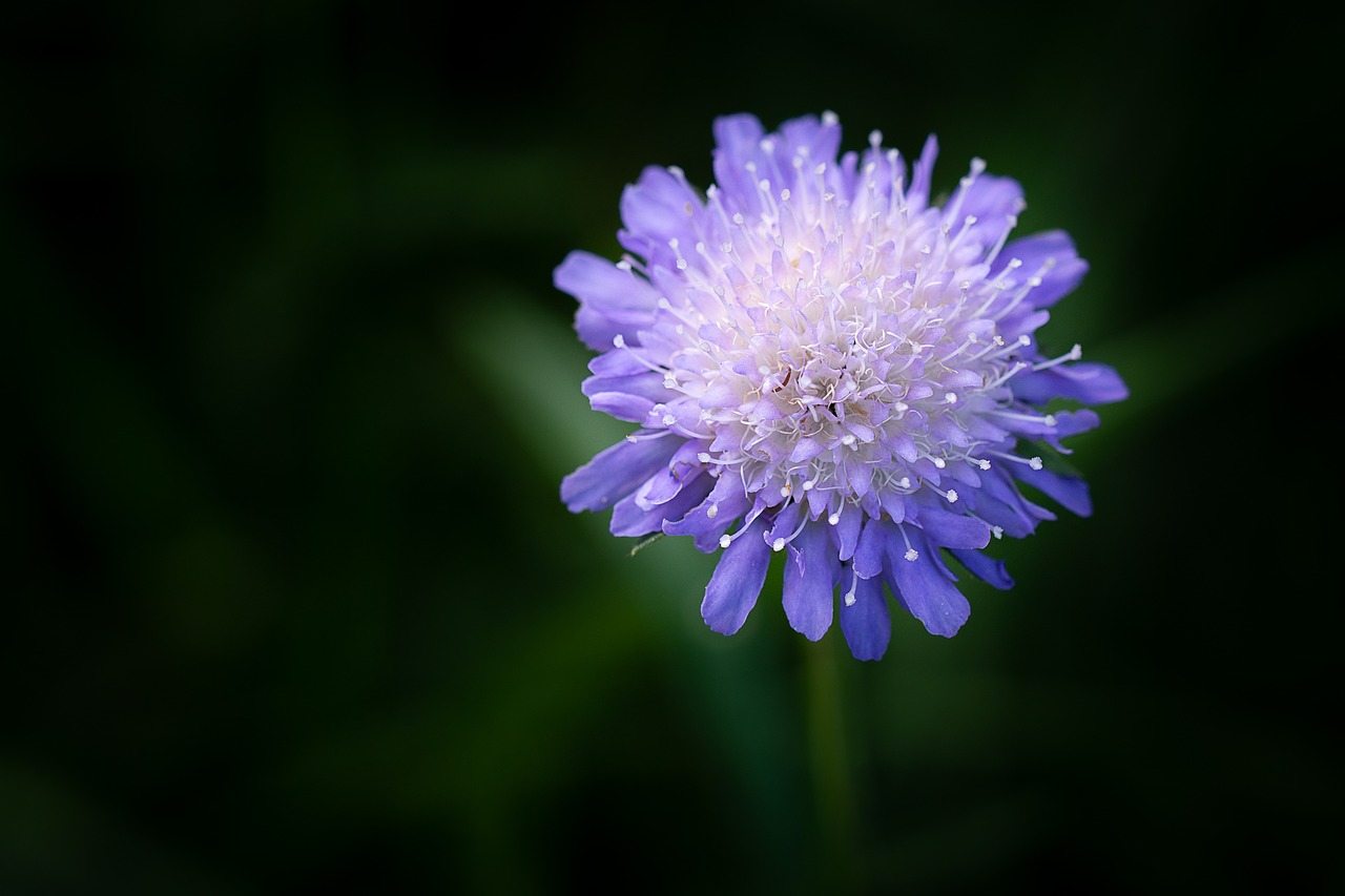 deaf-skabiose  pigeon scabious  flower free photo