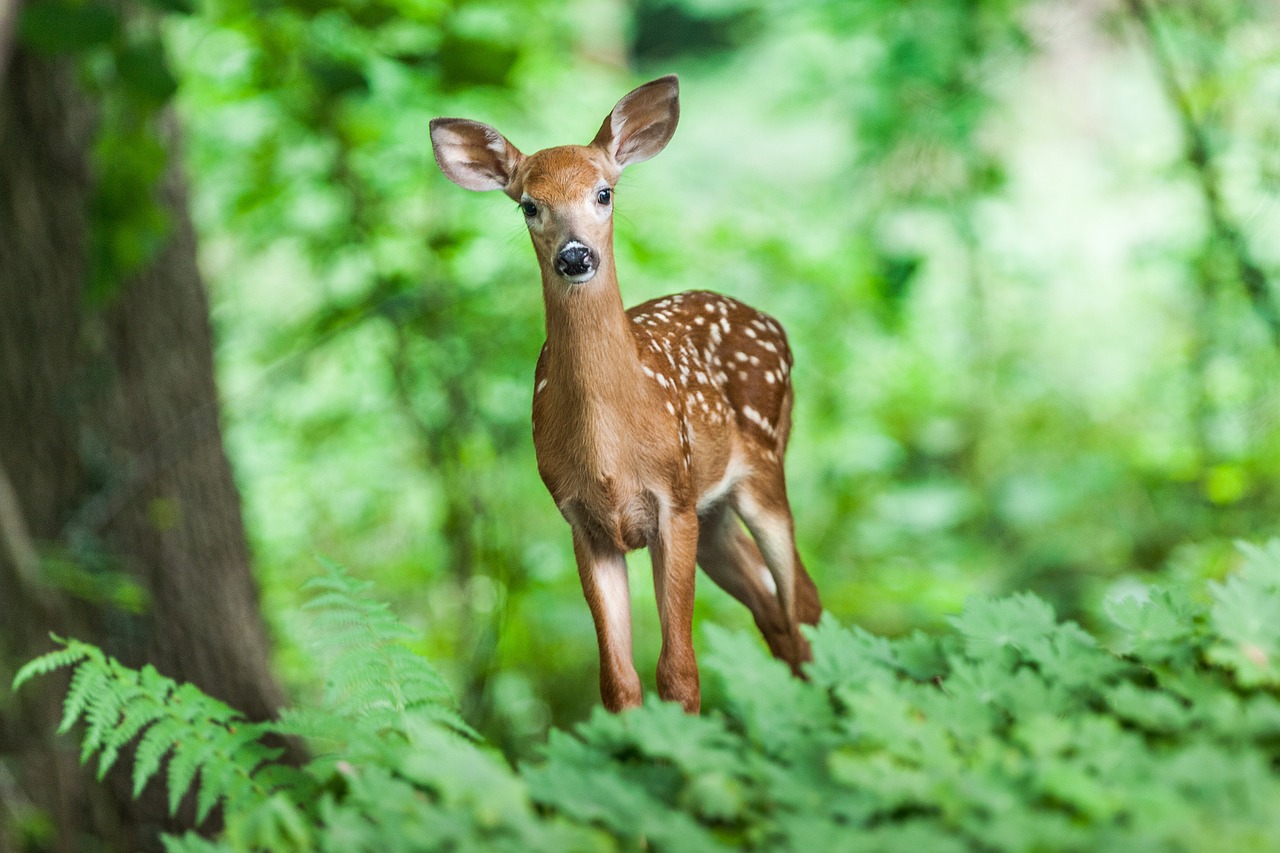 wildlife young mammal free photo