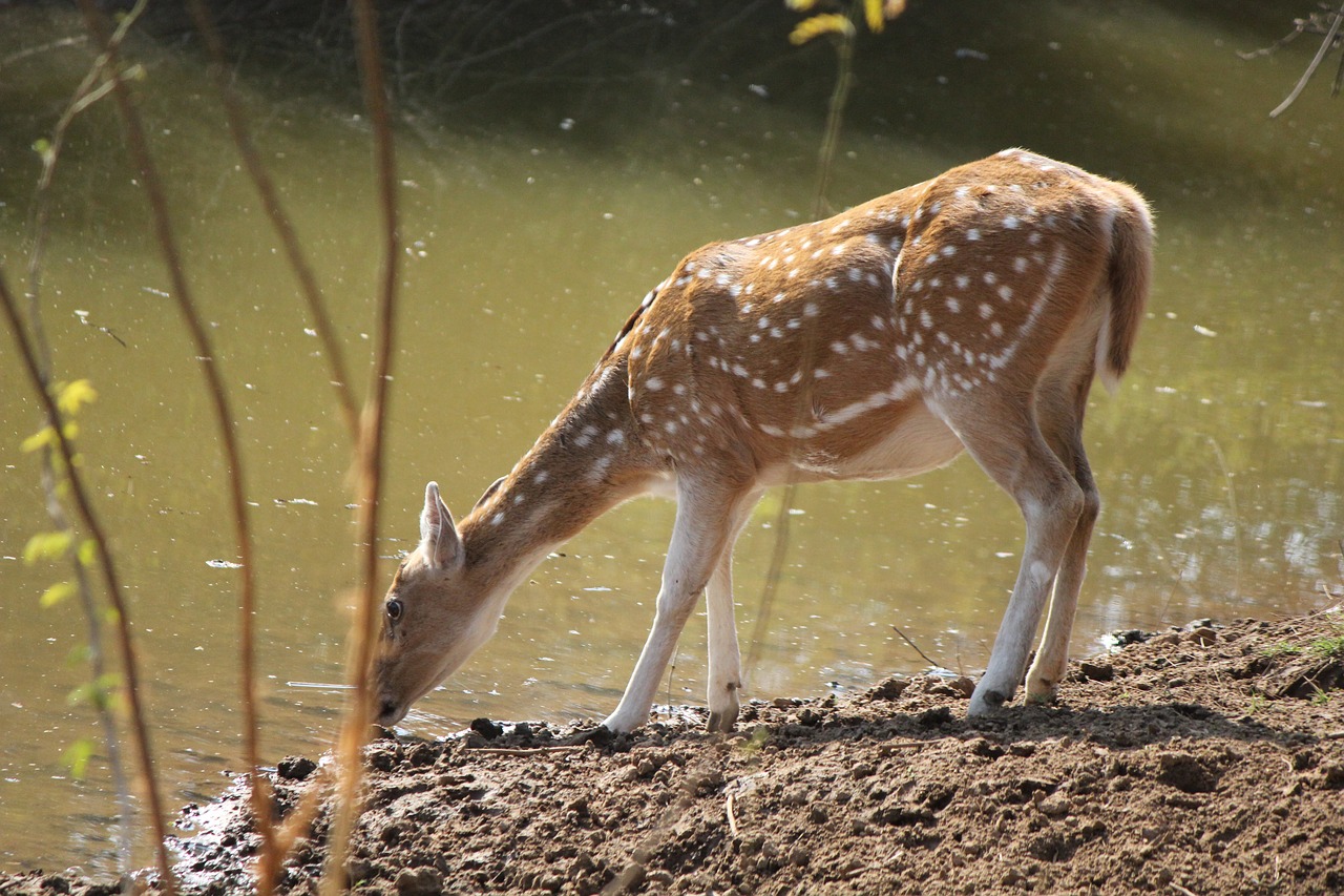 dear  water  nature free photo