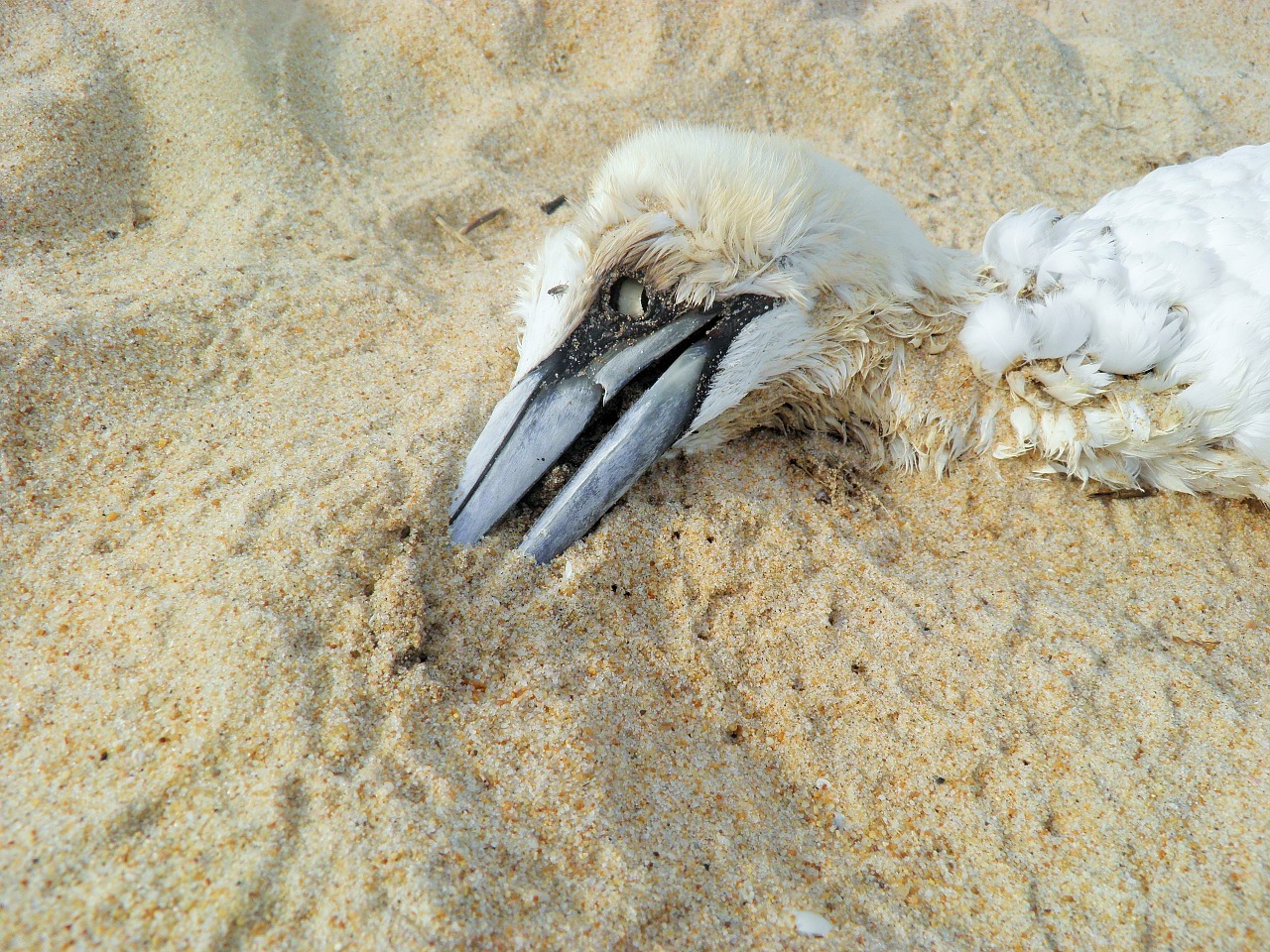 death dead bird beach free photo