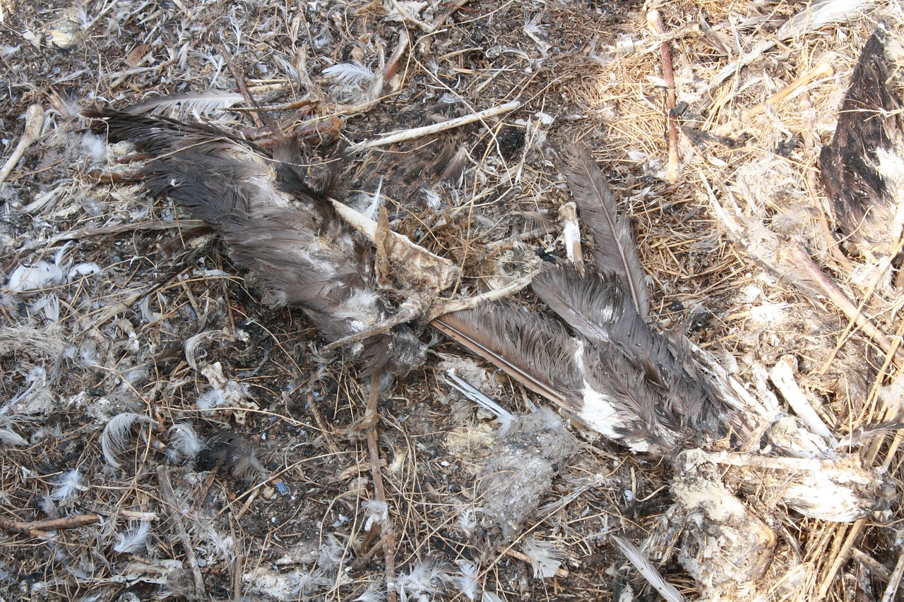 death feathers bird free photo