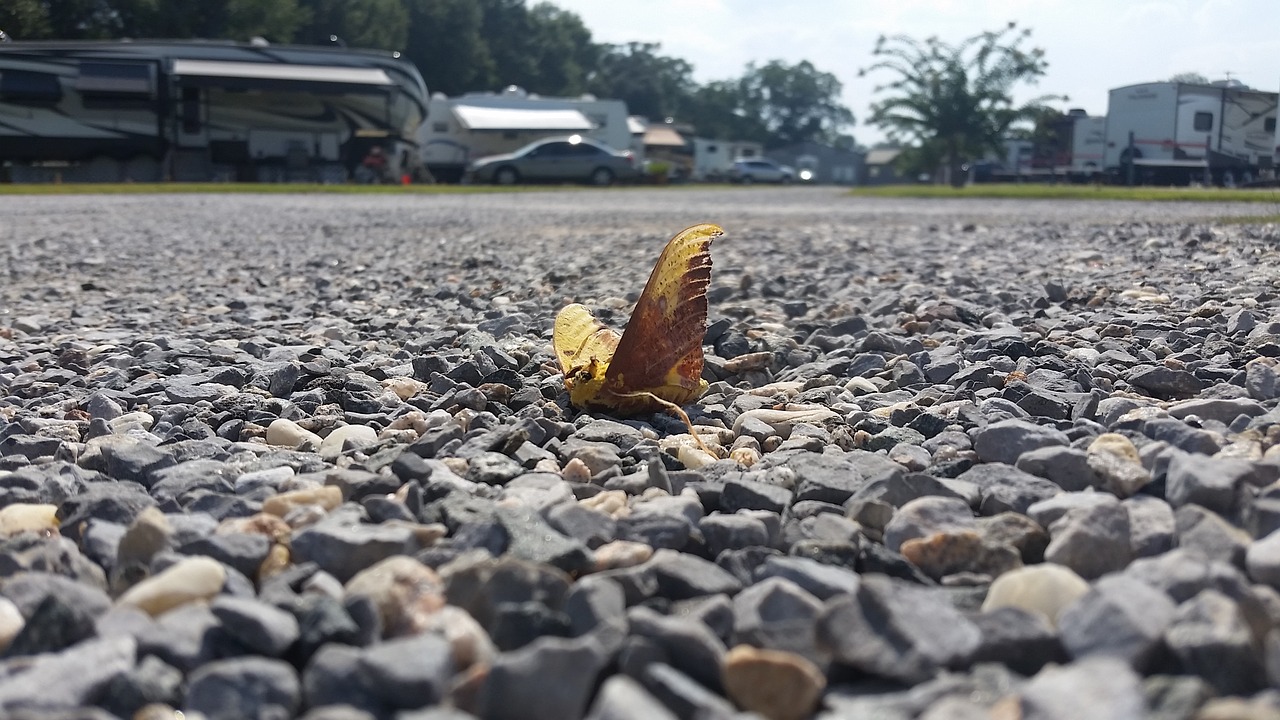 death insect moth free photo