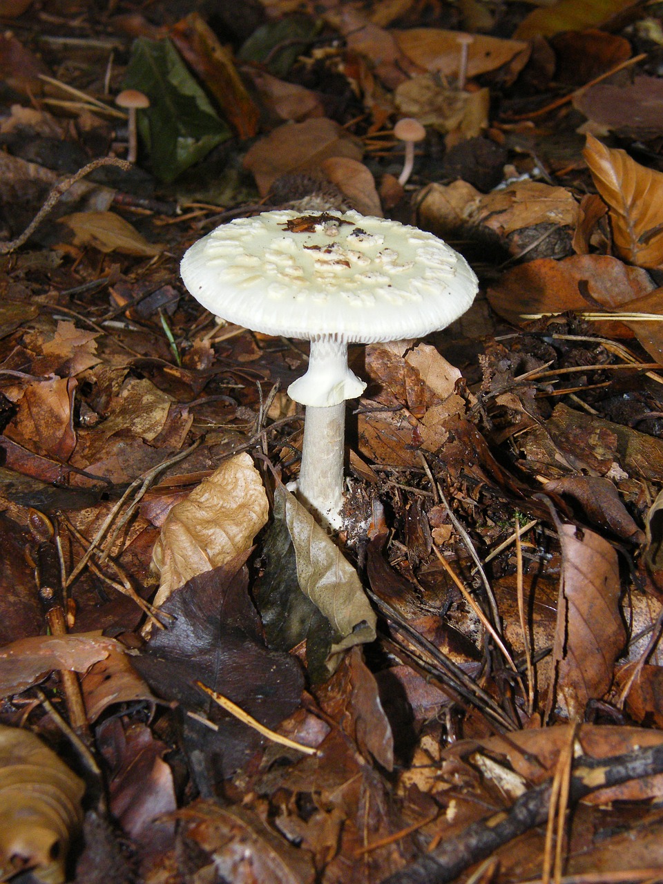 death head mushrooms forest free photo