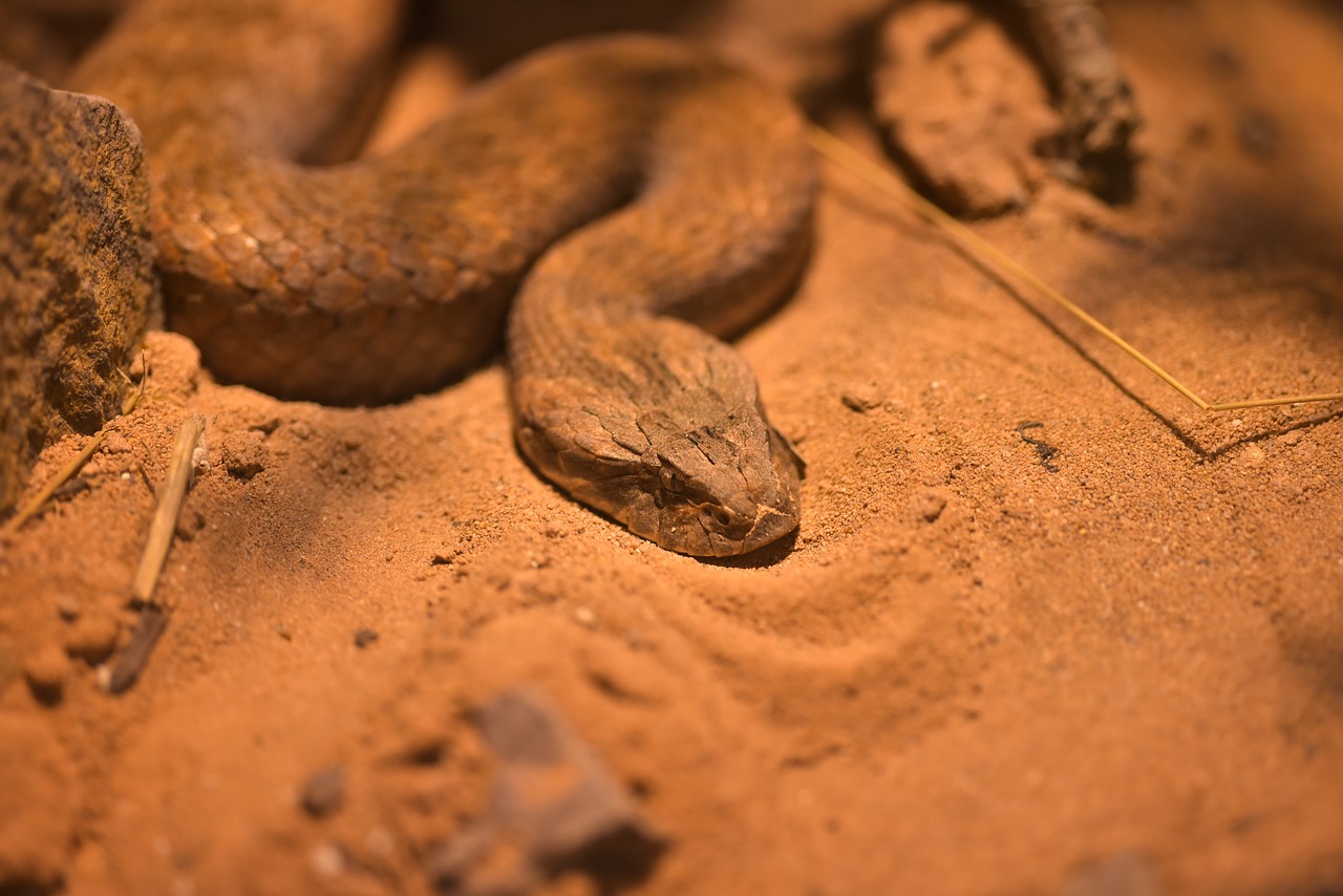 death otter acanthophis snake free photo