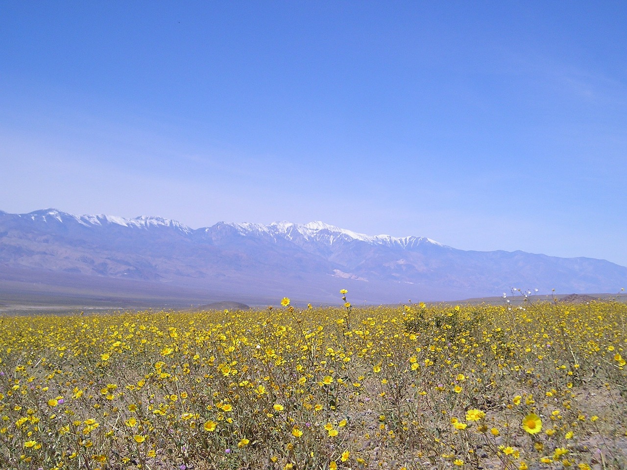 death valley california floral free photo