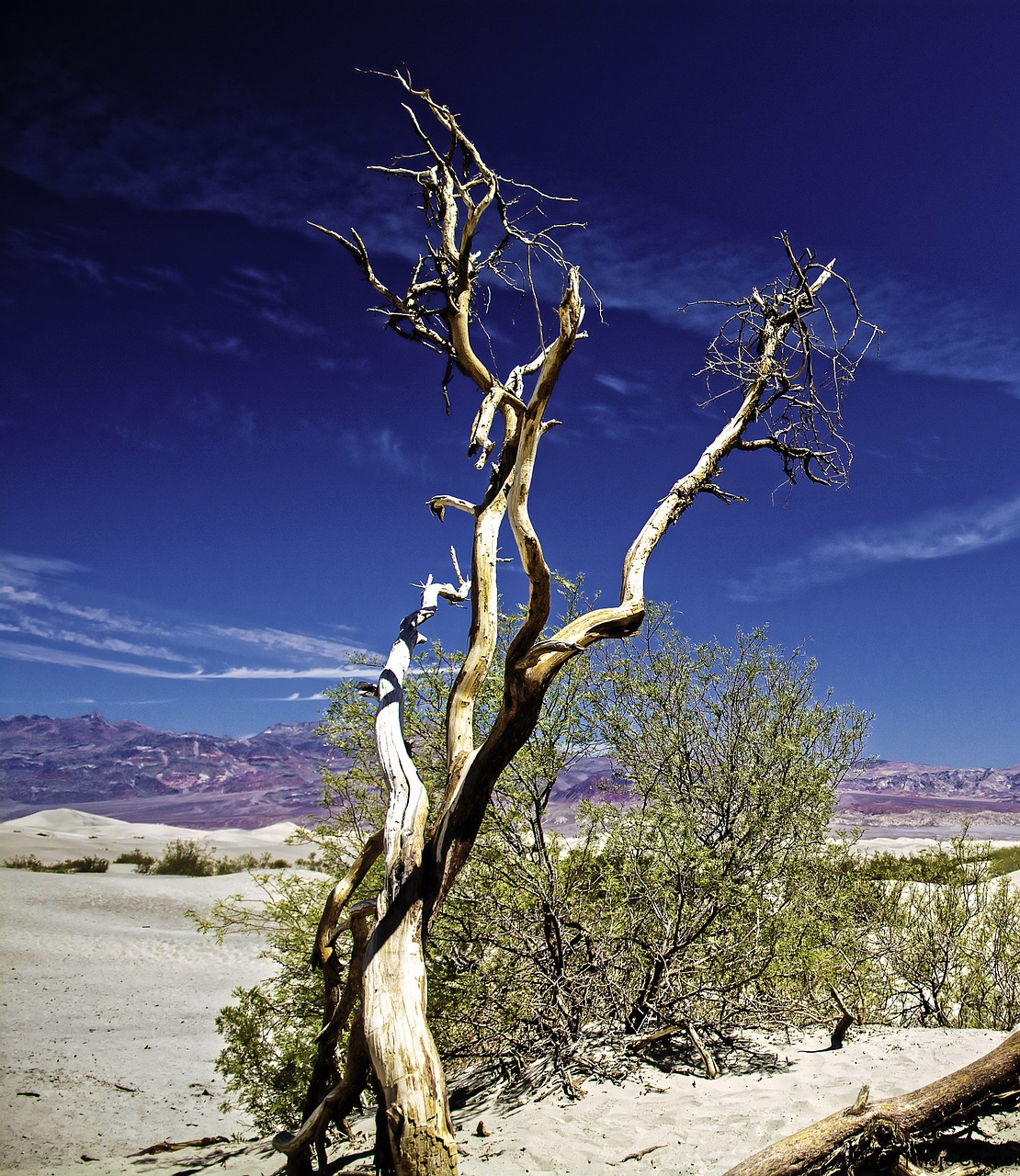 death valley outdoor tree free photo