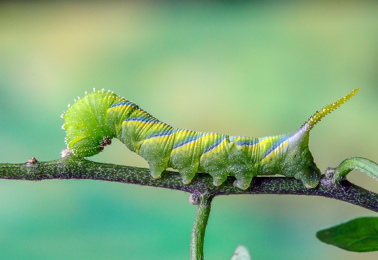 deaths head hawk-moth  caterpillar  green free photo