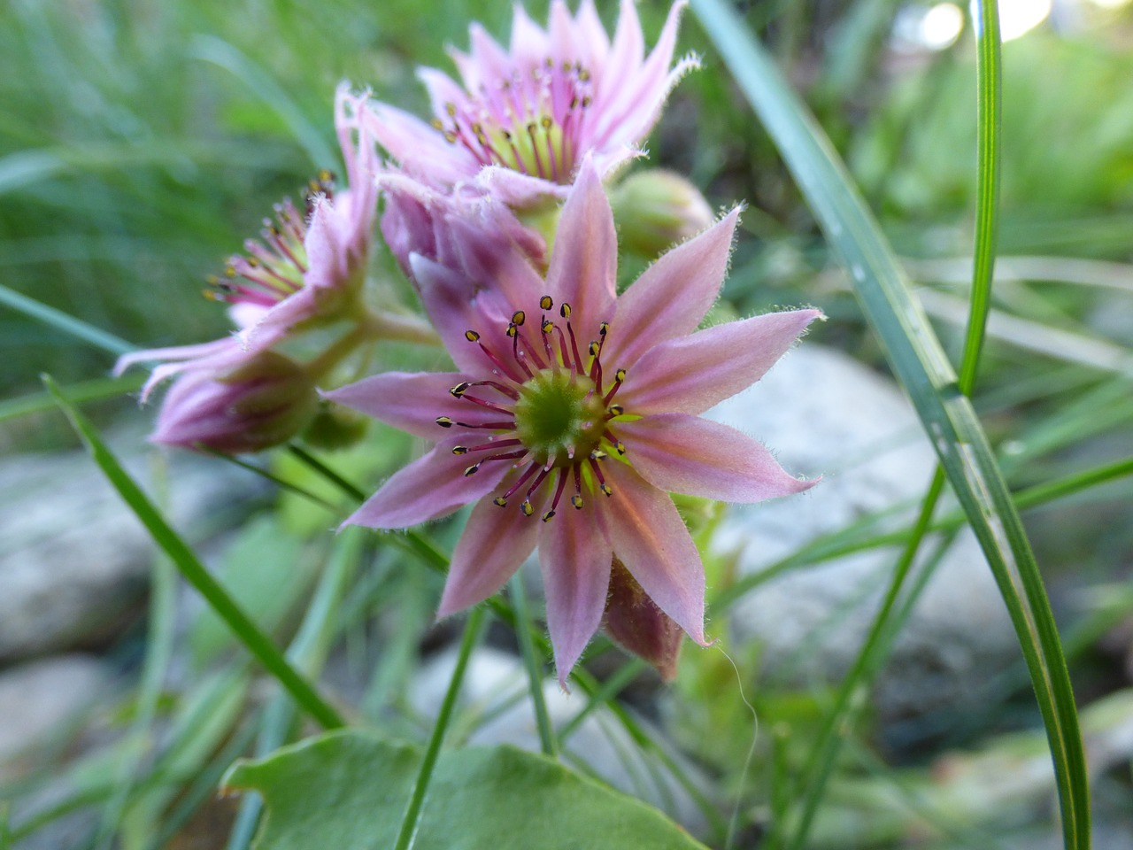 debelets flower grass free photo