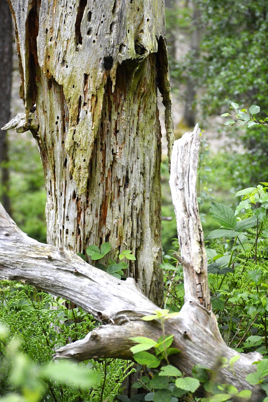 Decay, wood, rotting, nature, rural - free image from needpix.com