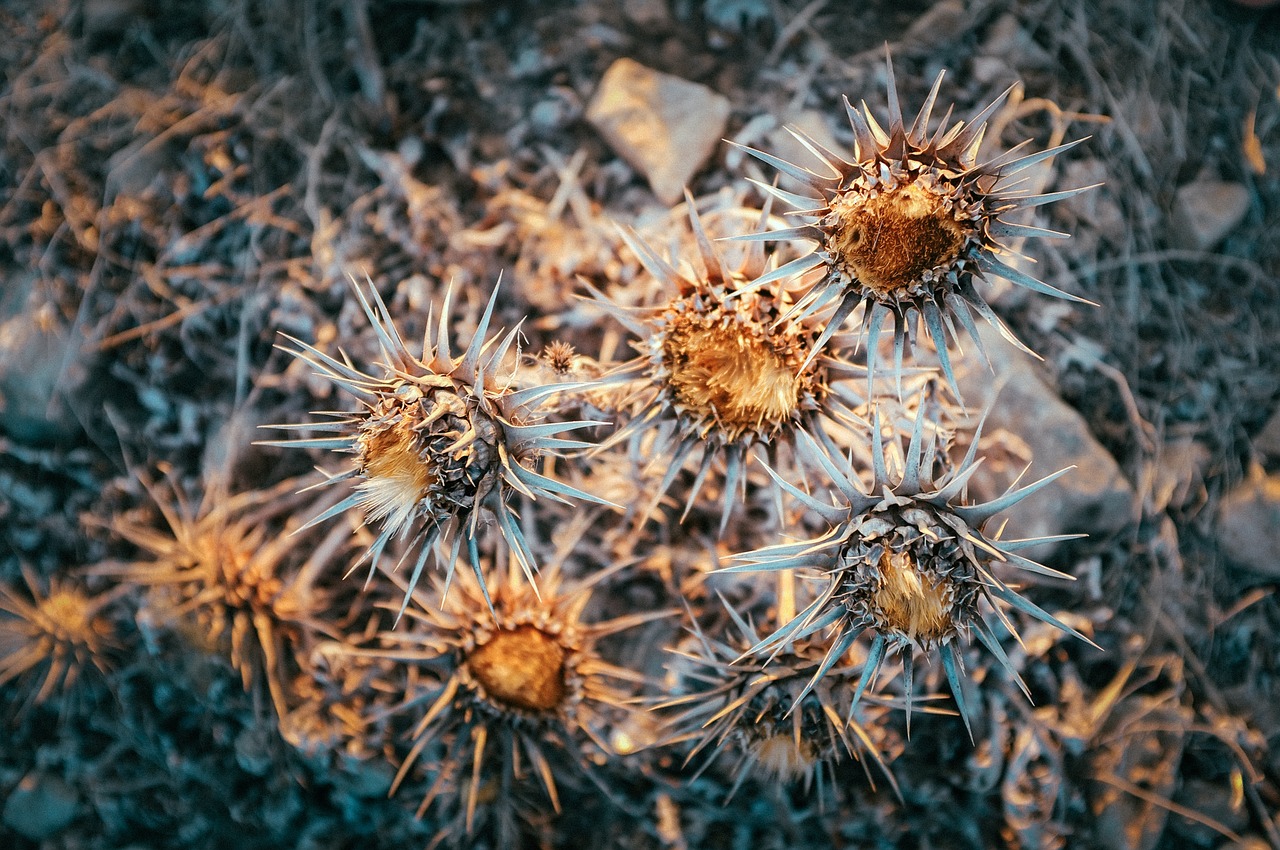 decay bloom nature free photo