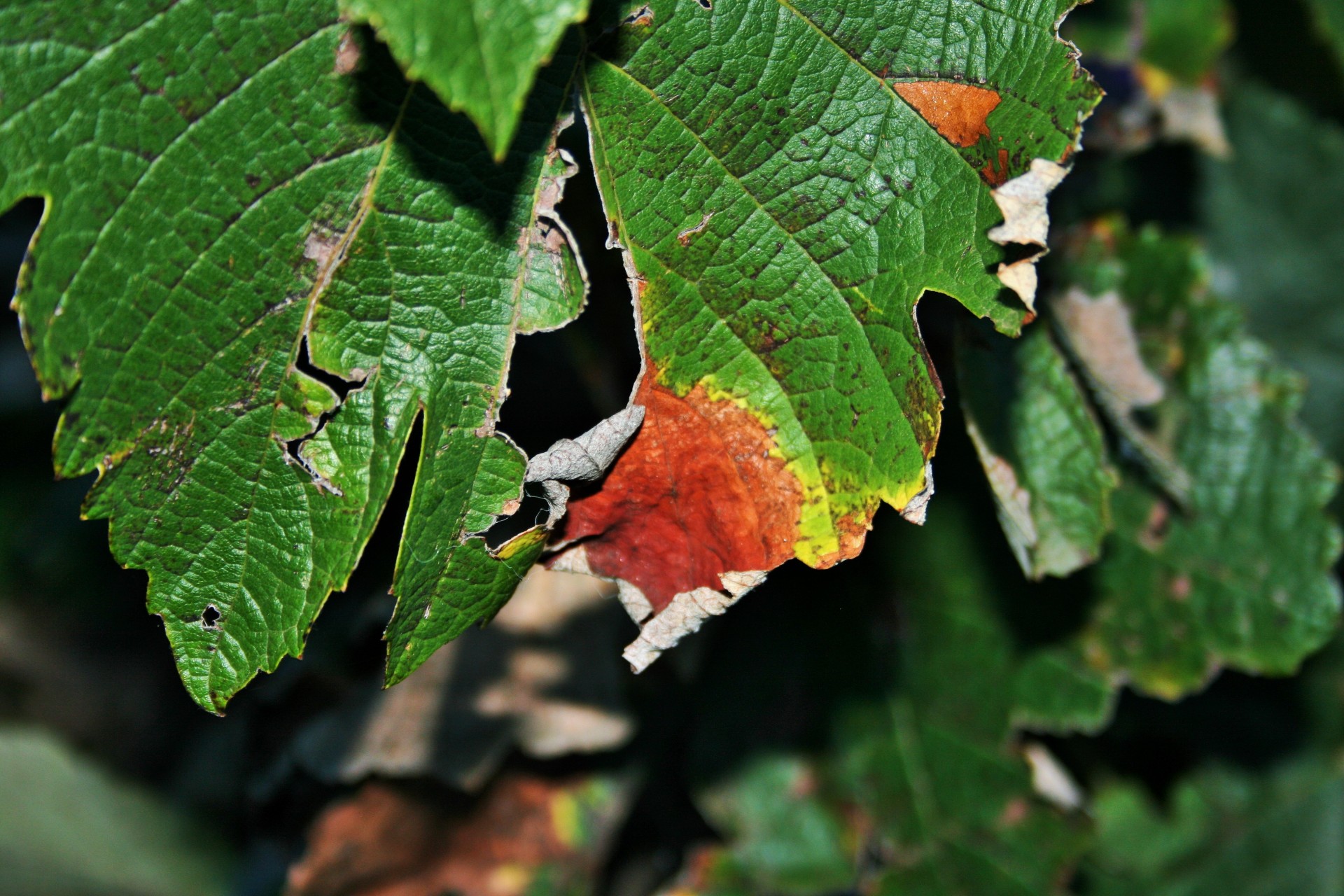 vine leaf torn free photo