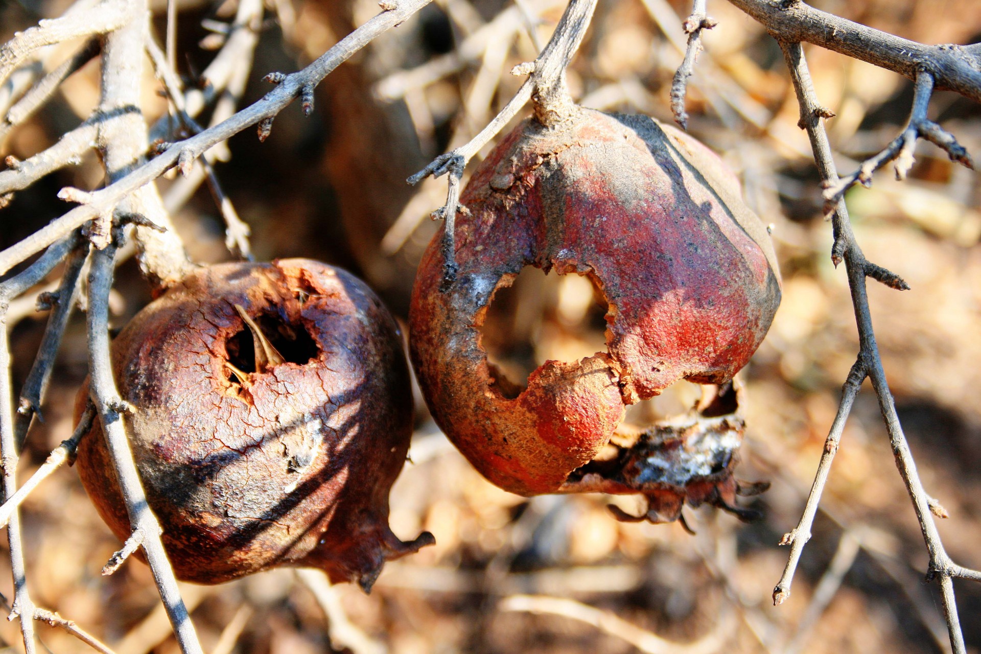 fruit hulls hollowed free photo