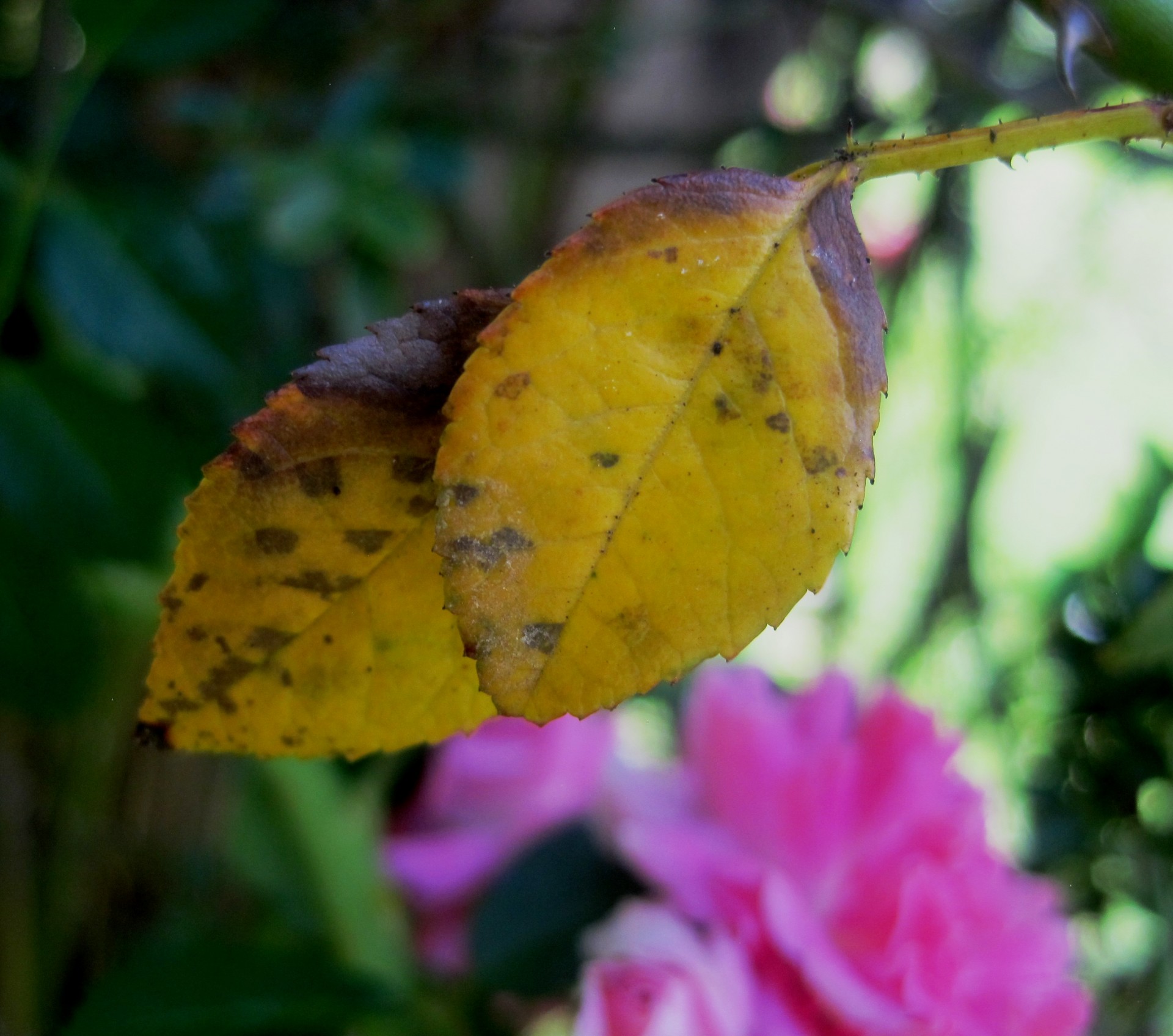 rosebush leaves yellowing free photo