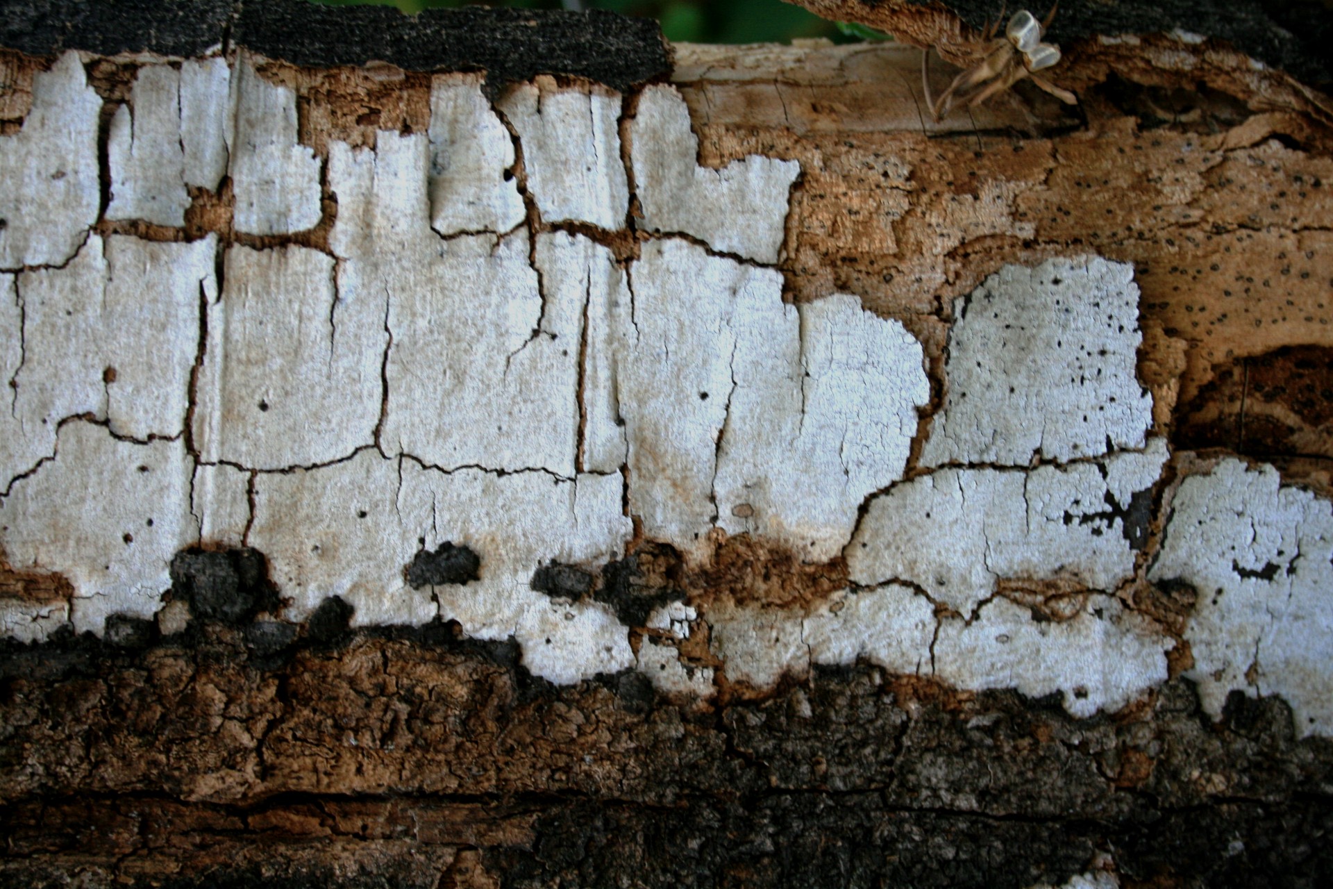 bark tree decay free photo