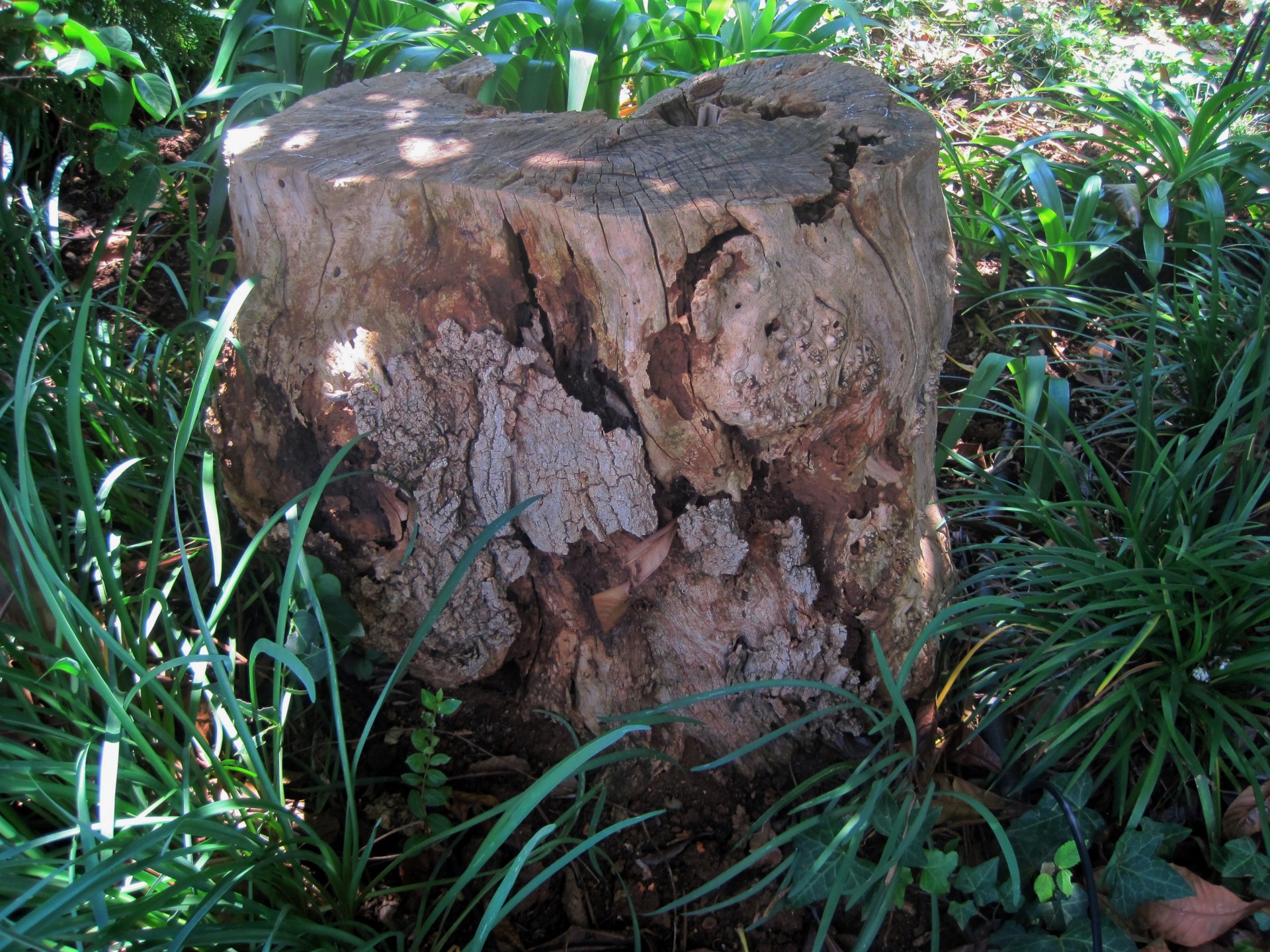wood stump dead free photo