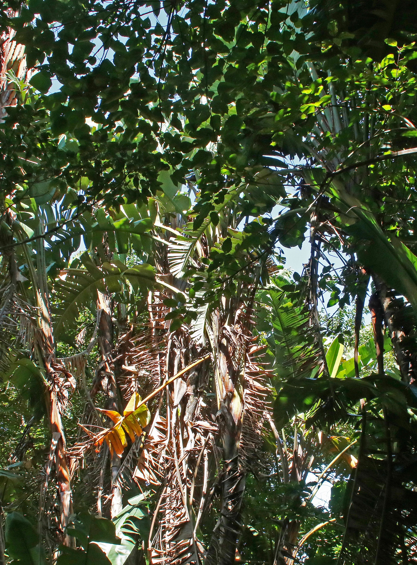 plants tropical green free photo