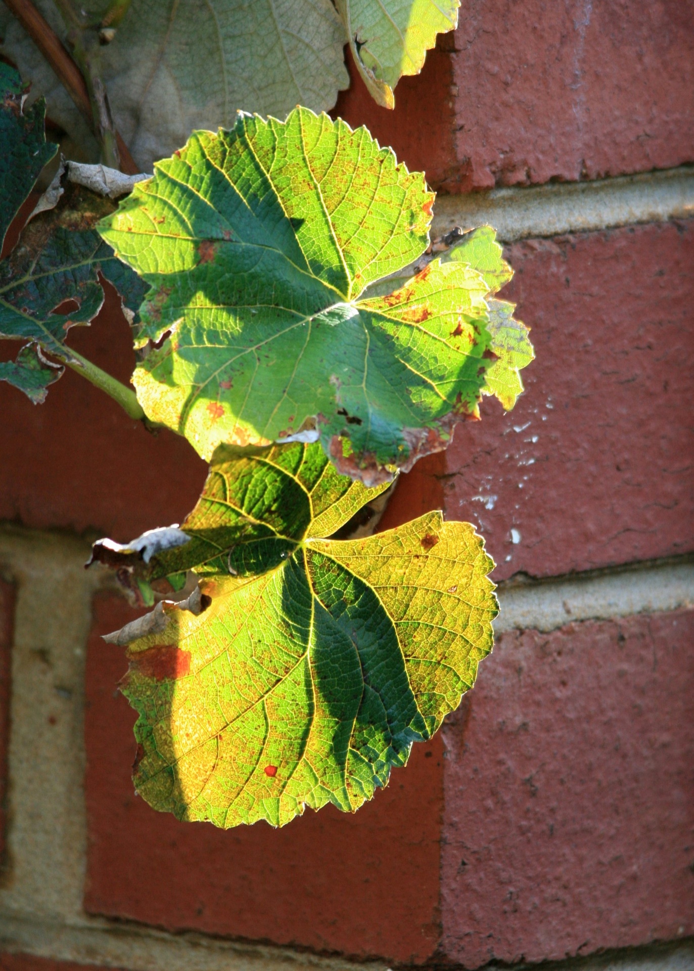 leaves vine grape free photo