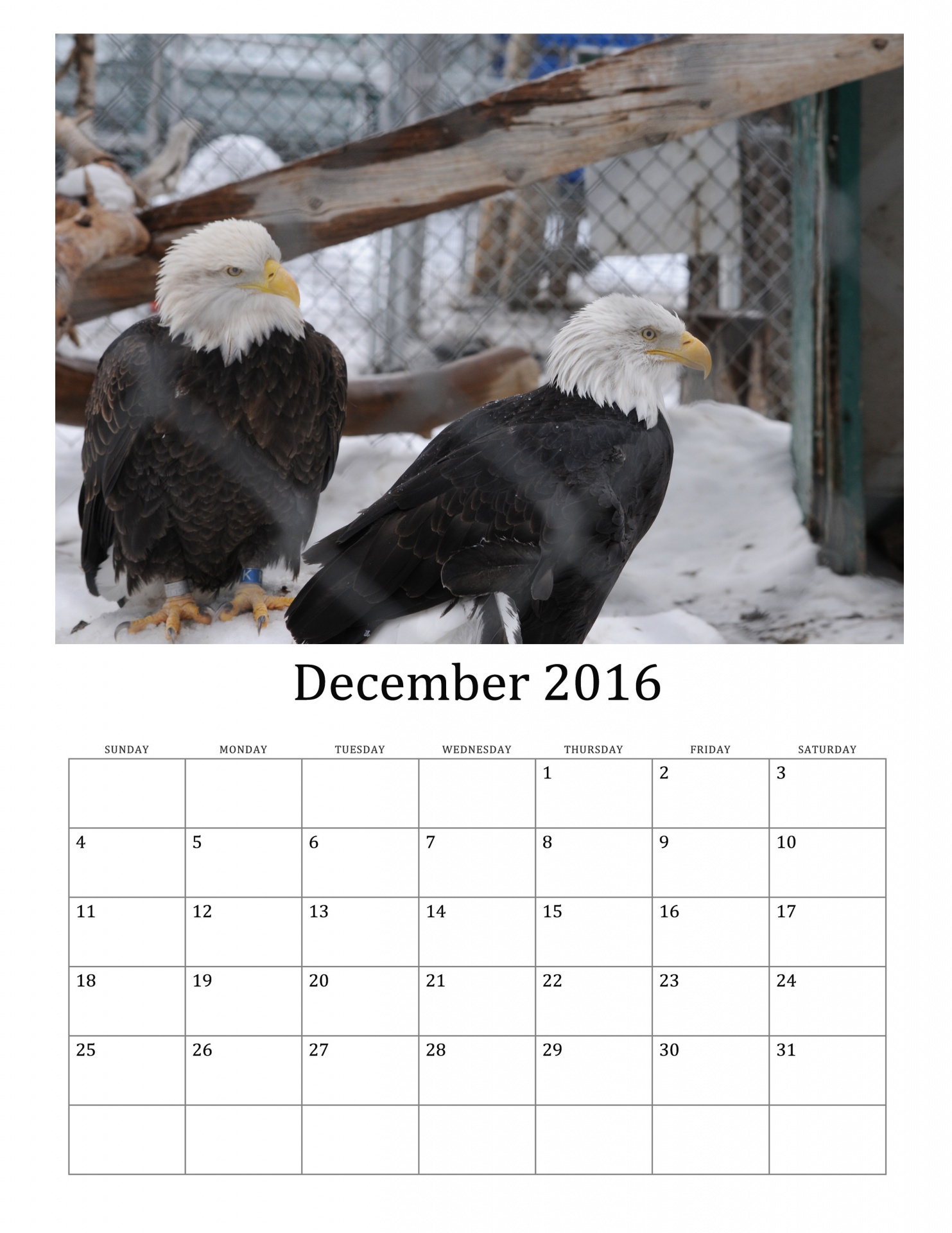2016 2016 calendar winter free photo