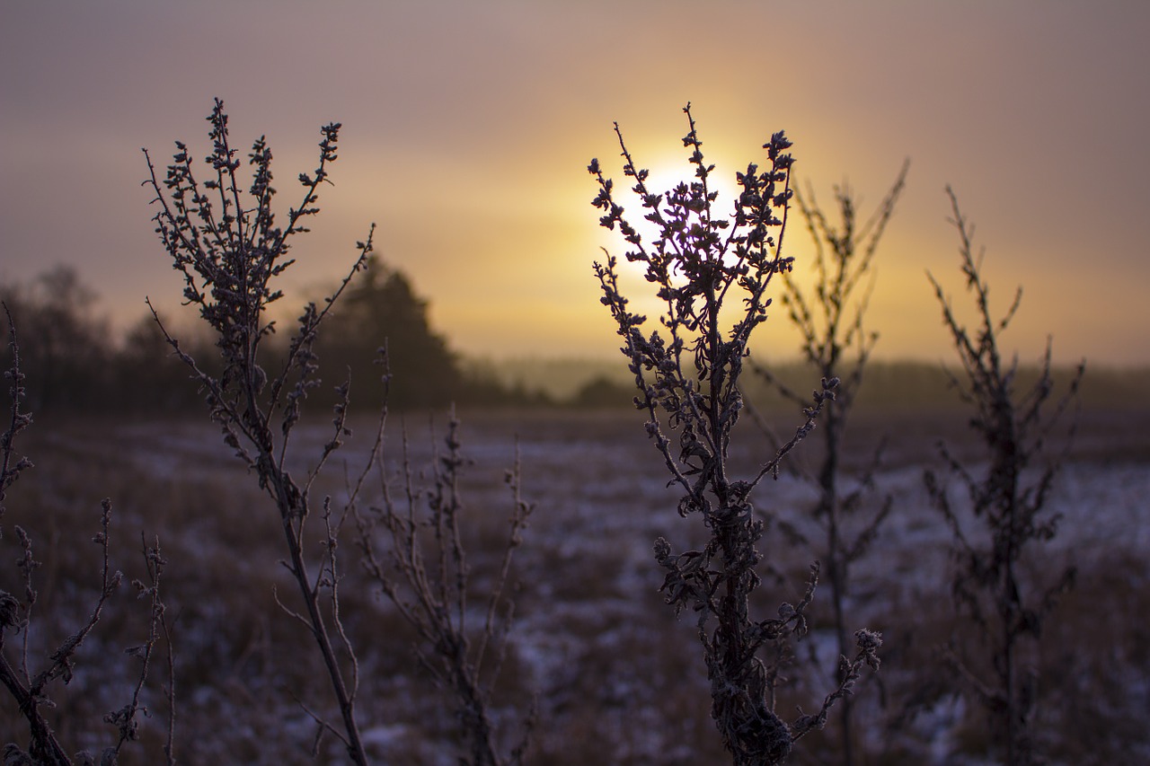 december winter grain free photo