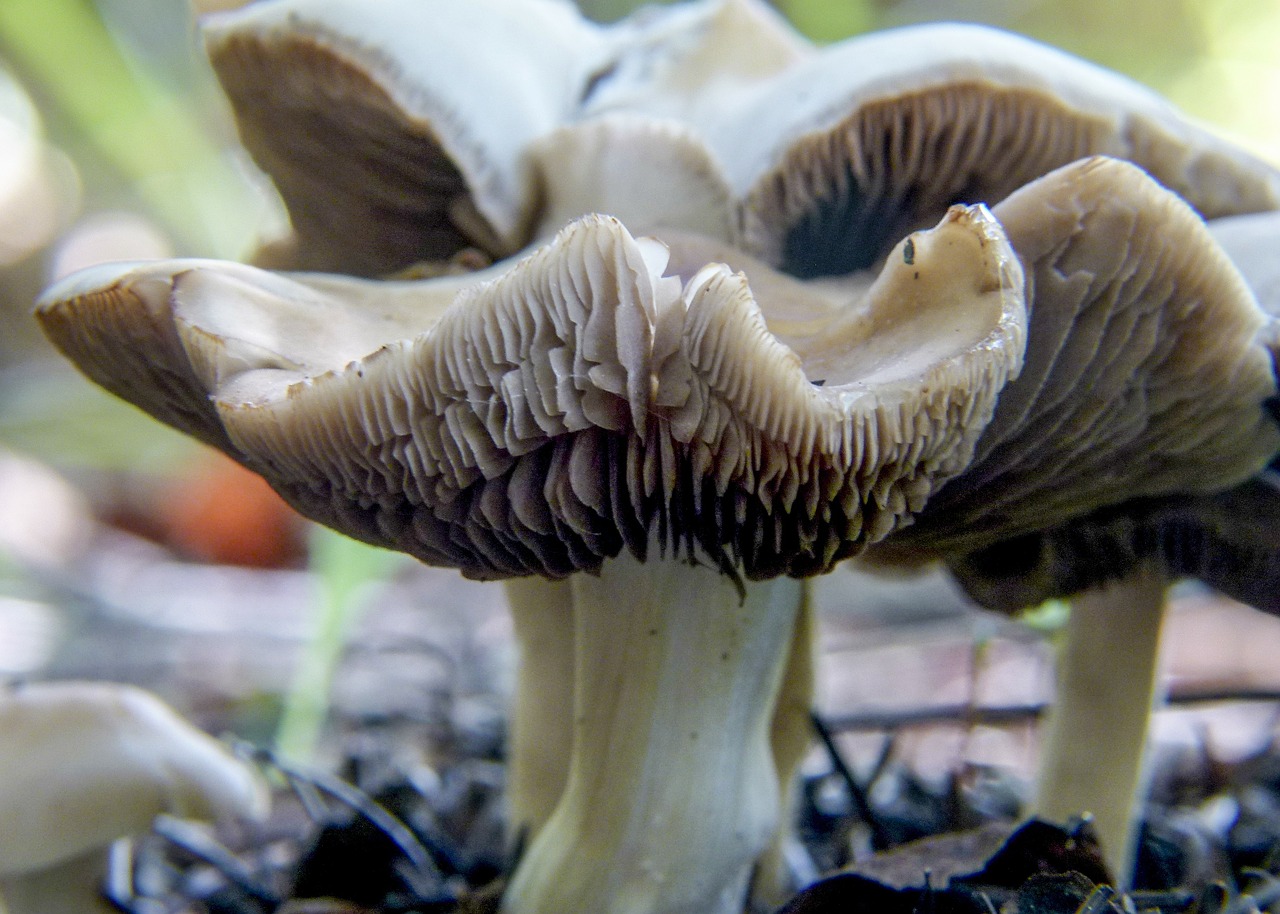 deceptive milkcap lactarius deceptivus peck mushroom free photo