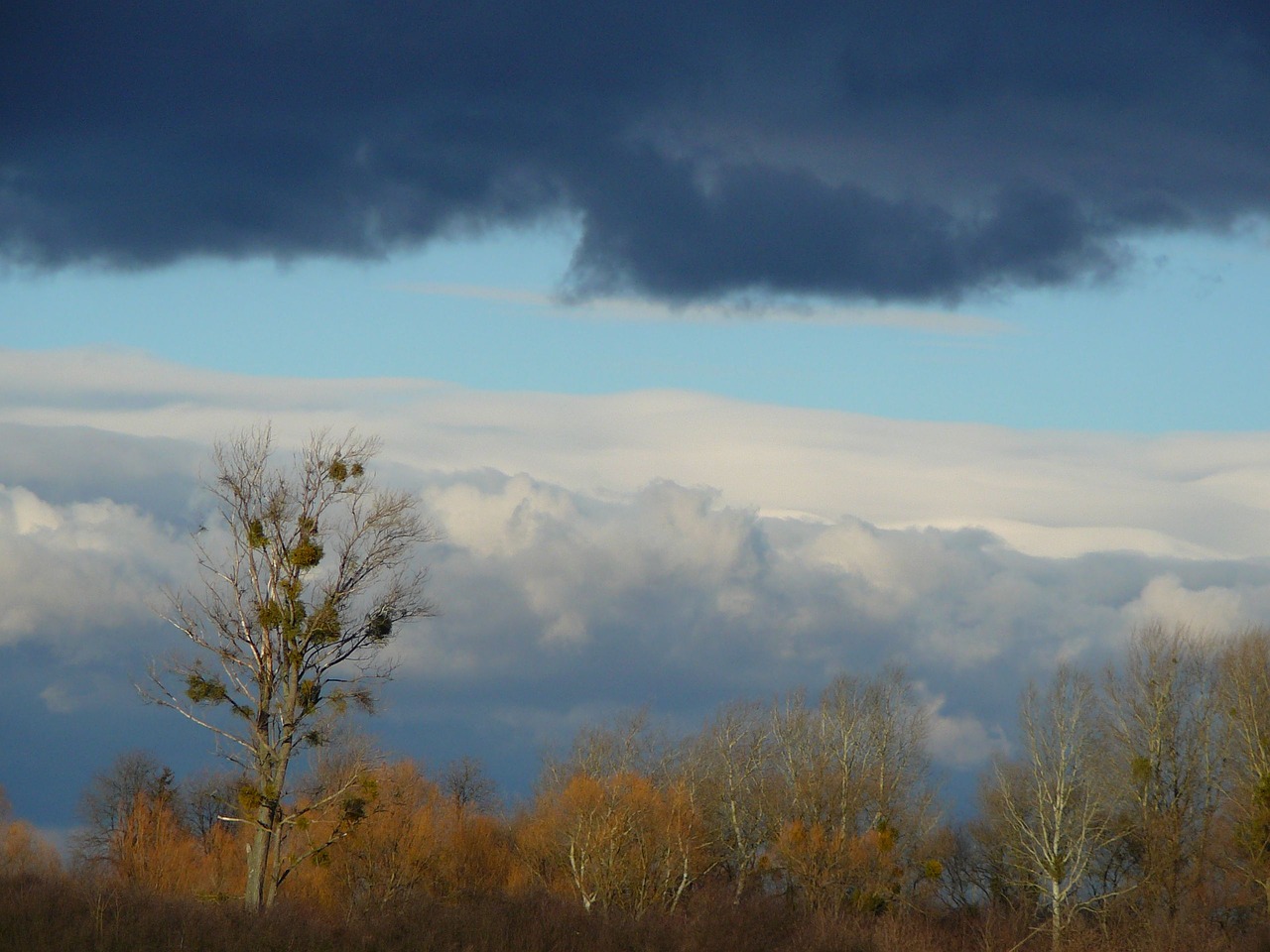 deciduous tree sky free photo