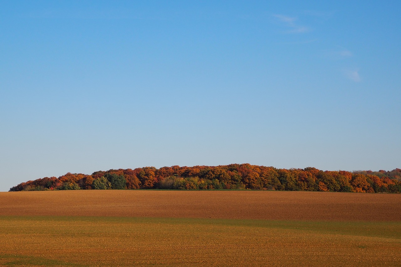 deciduous forest indian summer forest free photo