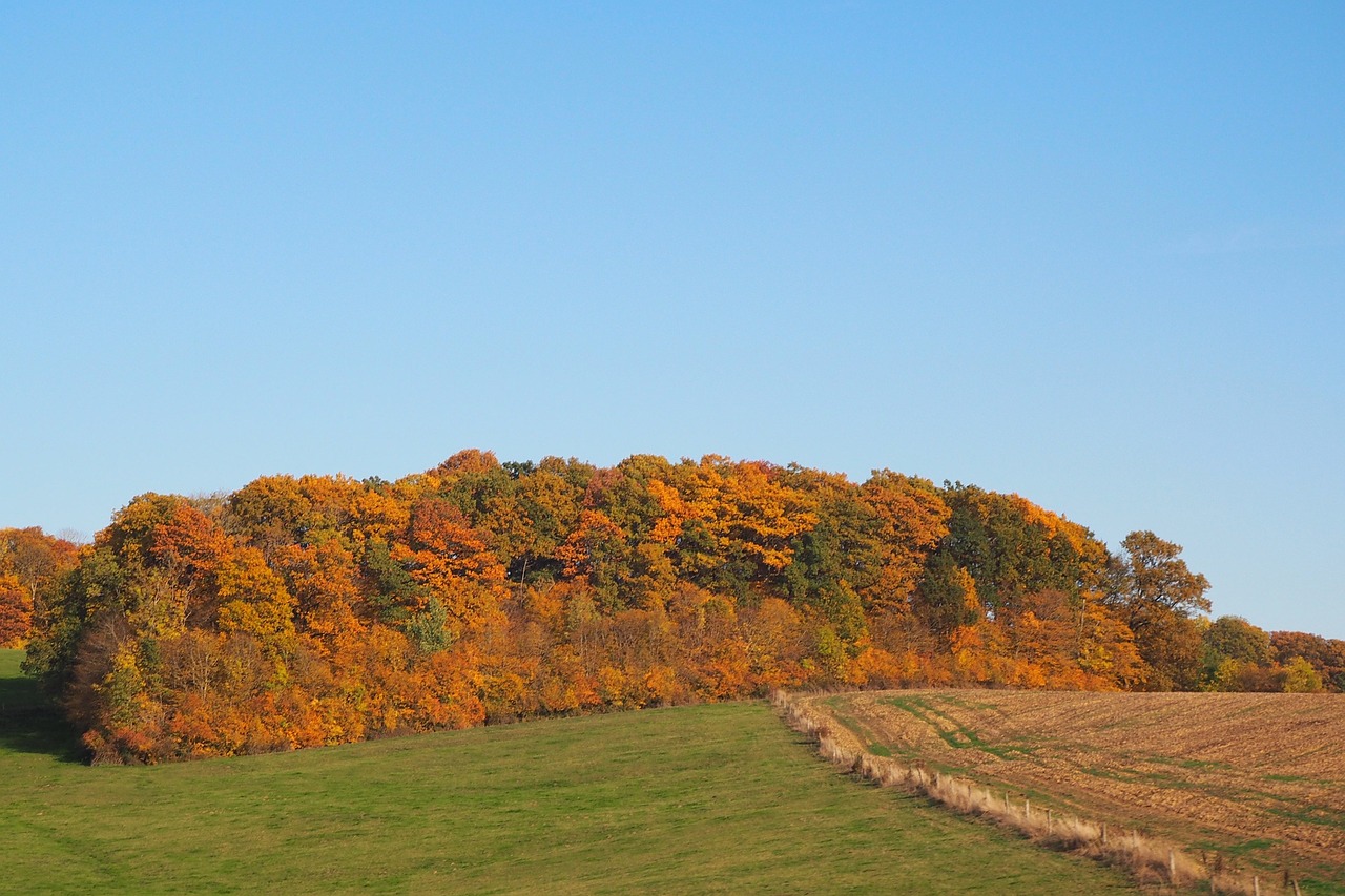 deciduous forest indian summer forest free photo