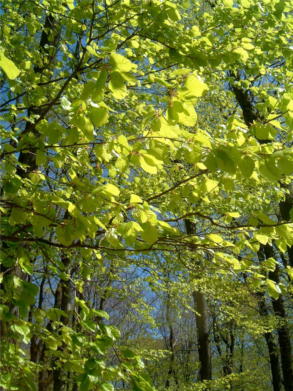 deciduous forest deciduous trees nature free photo