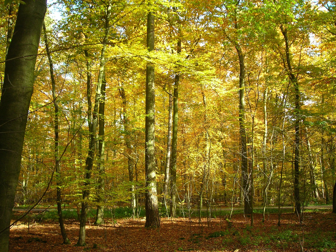 deciduous forest forest golden free photo