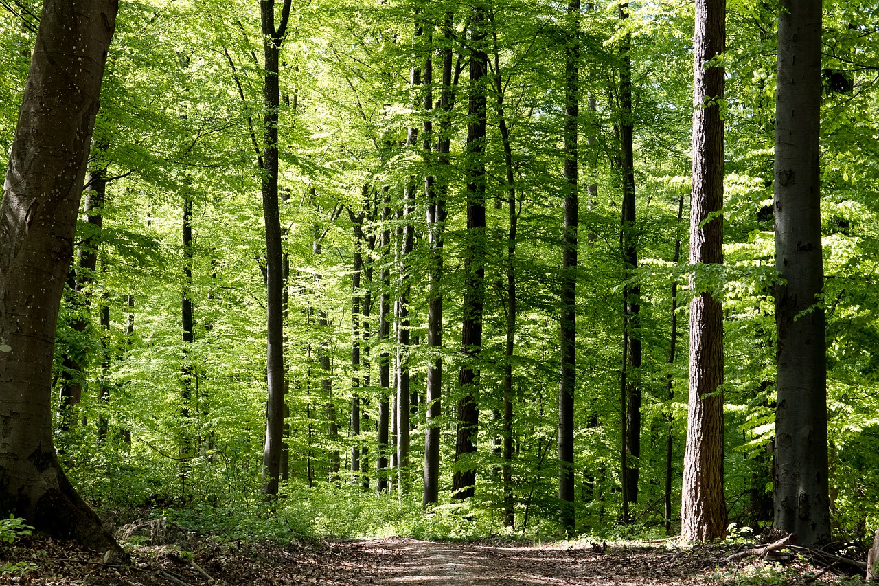 deciduous forest  trees  nature free photo