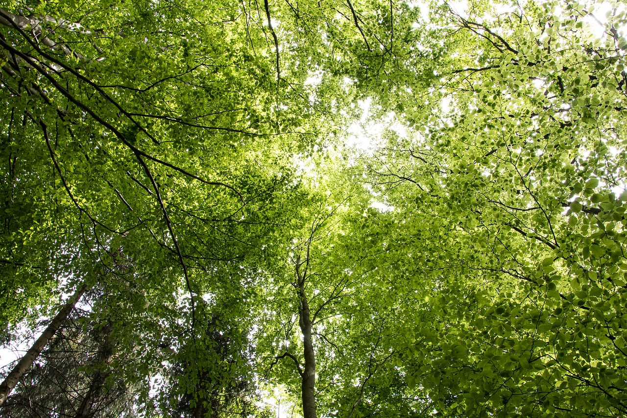 deciduous forest  trees  nature free photo