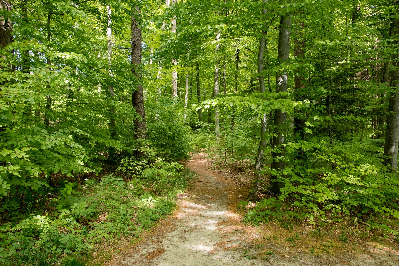 deciduous forest  trees  nature free photo