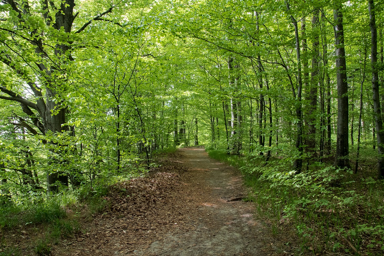 deciduous forest  trees  nature free photo