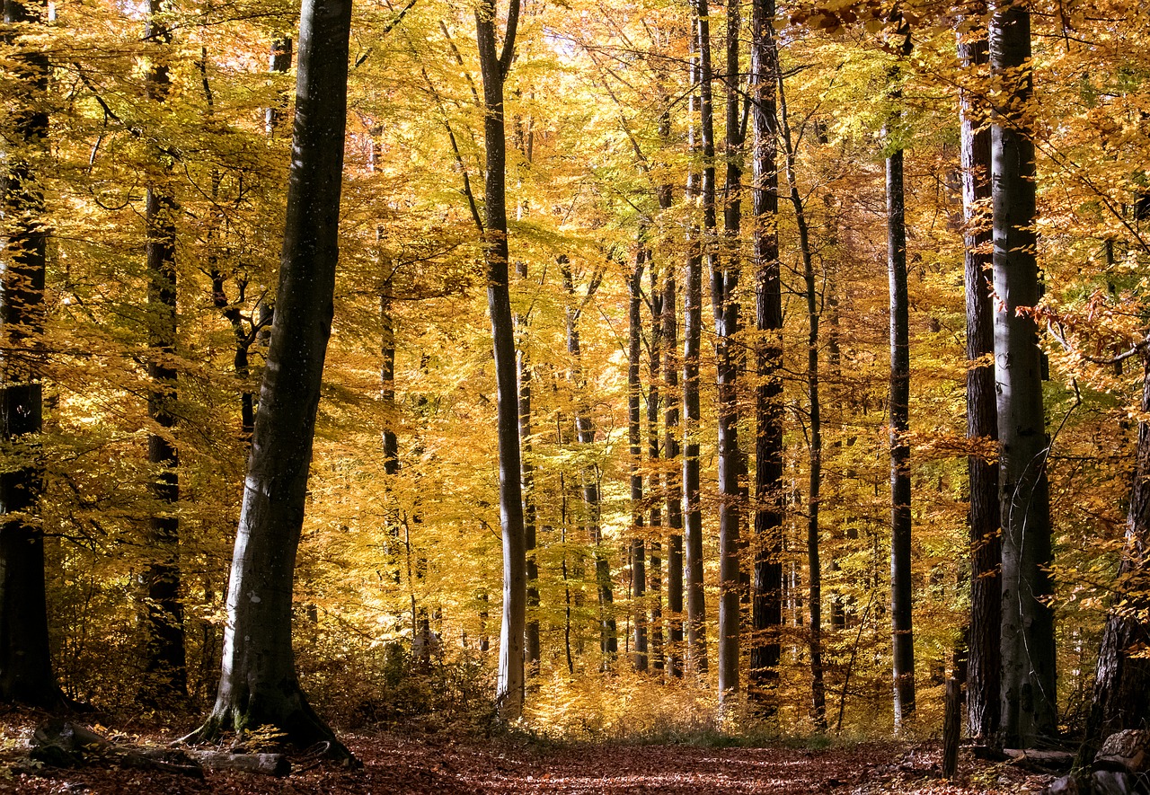 deciduous forest  autumn  fall color free photo