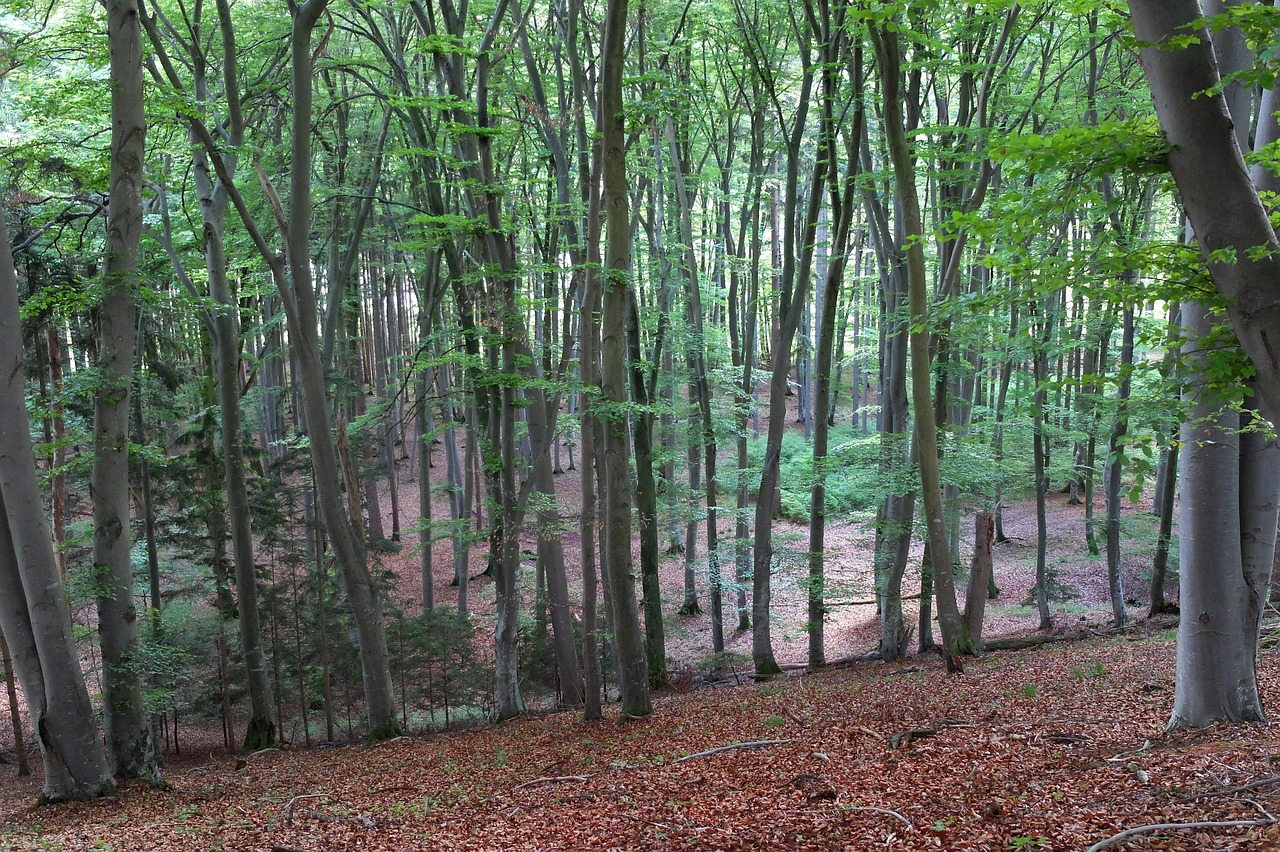 deciduous forest forest trees free photo