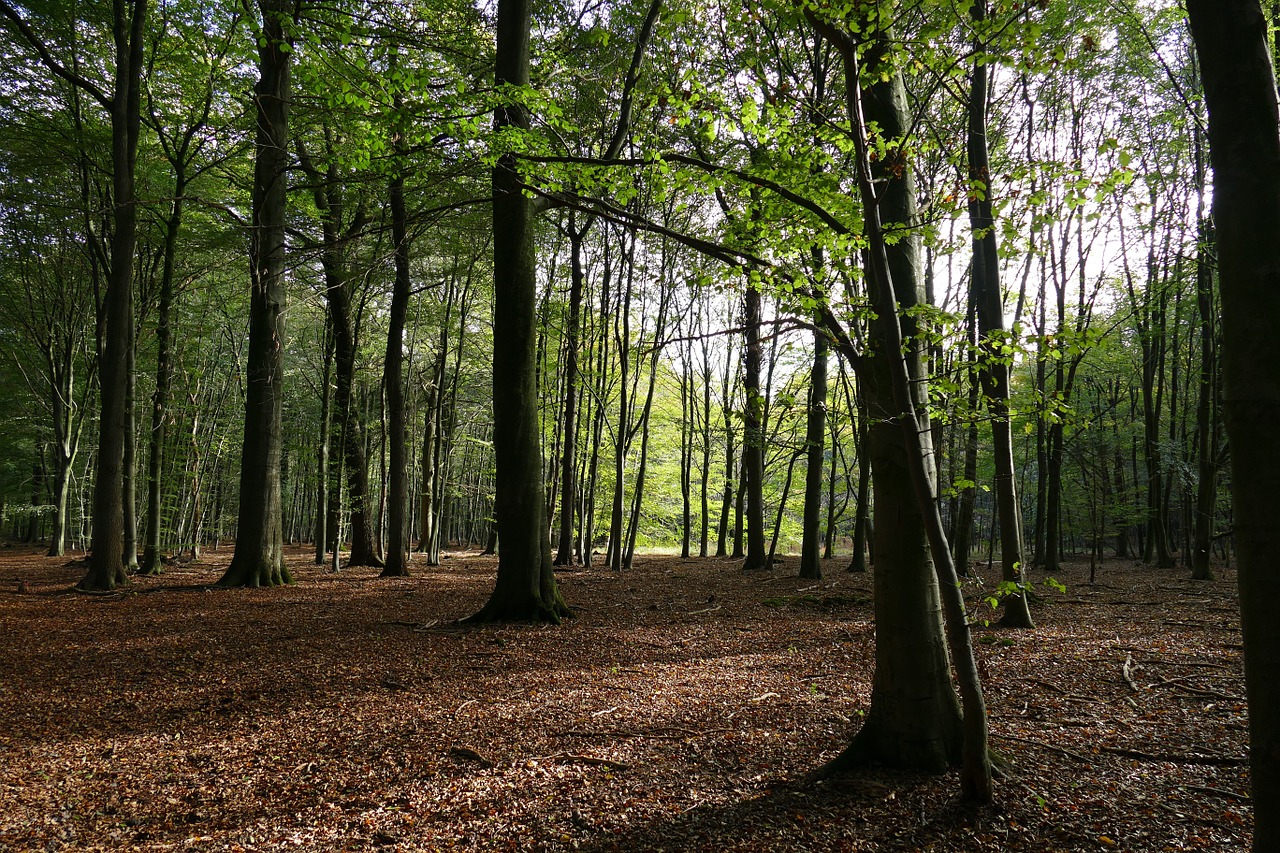 deciduous forest autumn forest forest free photo