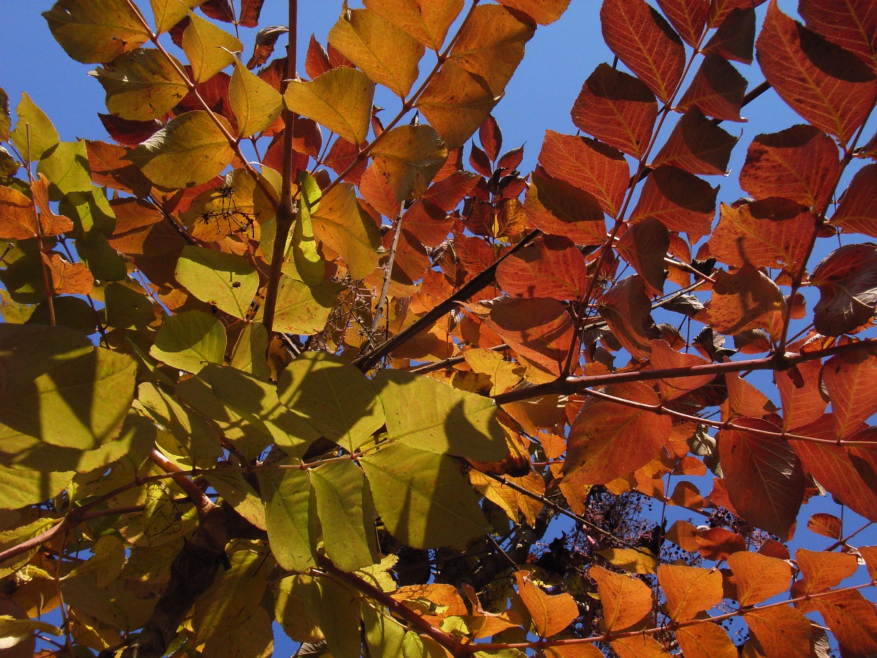 deciduous forest autumn yellow free photo