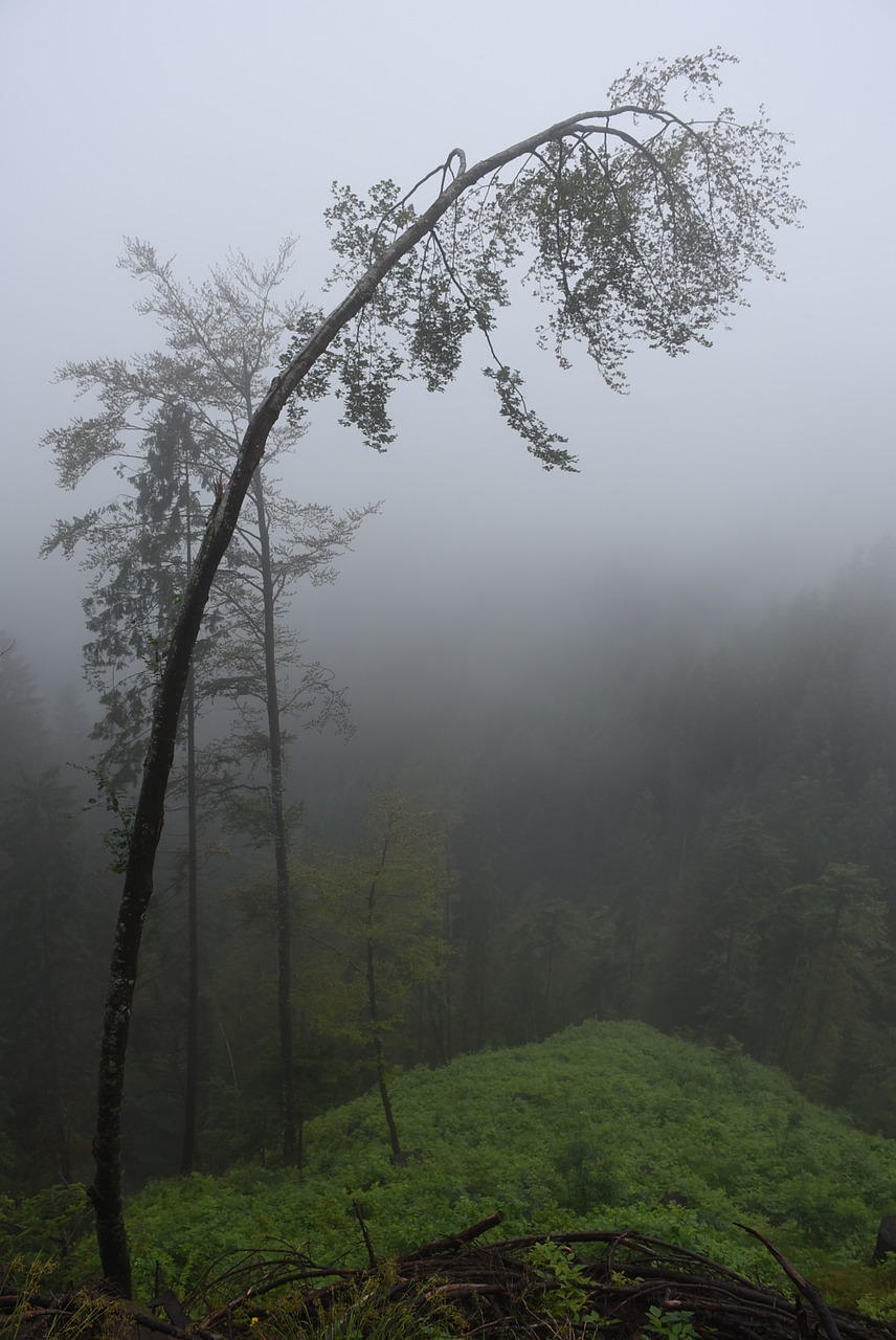 deciduous tree fog trees free photo