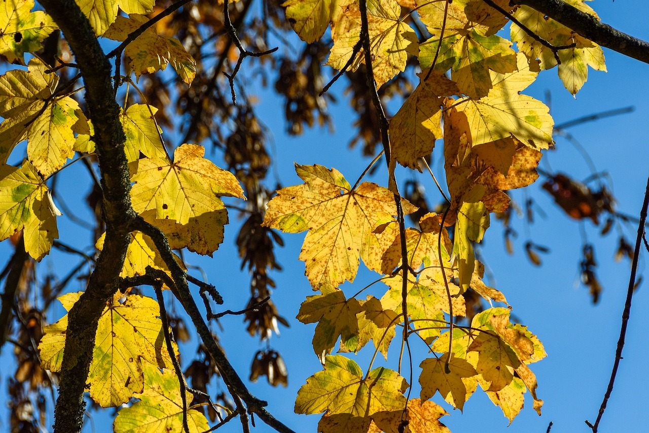 deciduous tree autumn november free photo