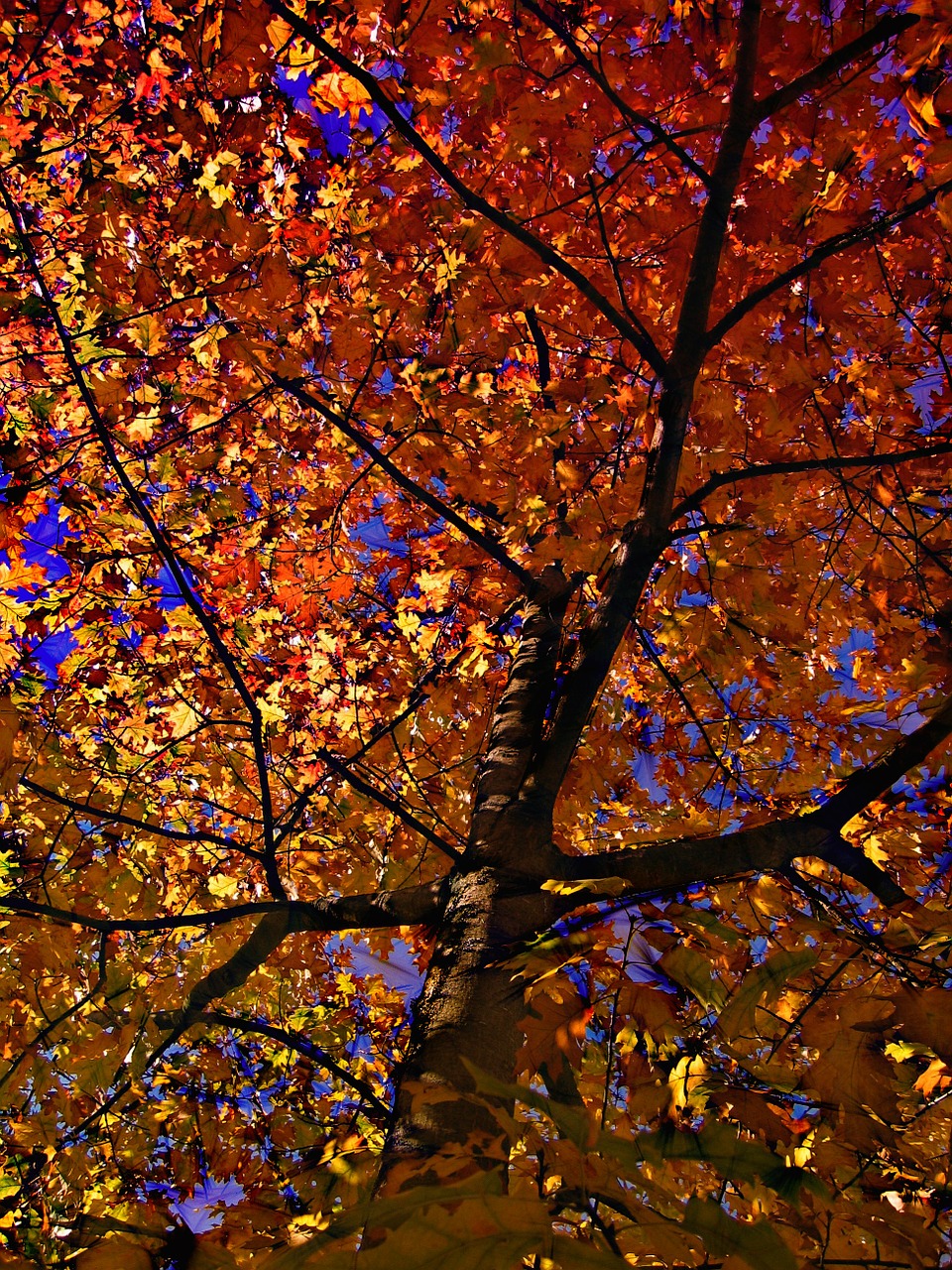 deciduous tree golden autumn golden october free photo