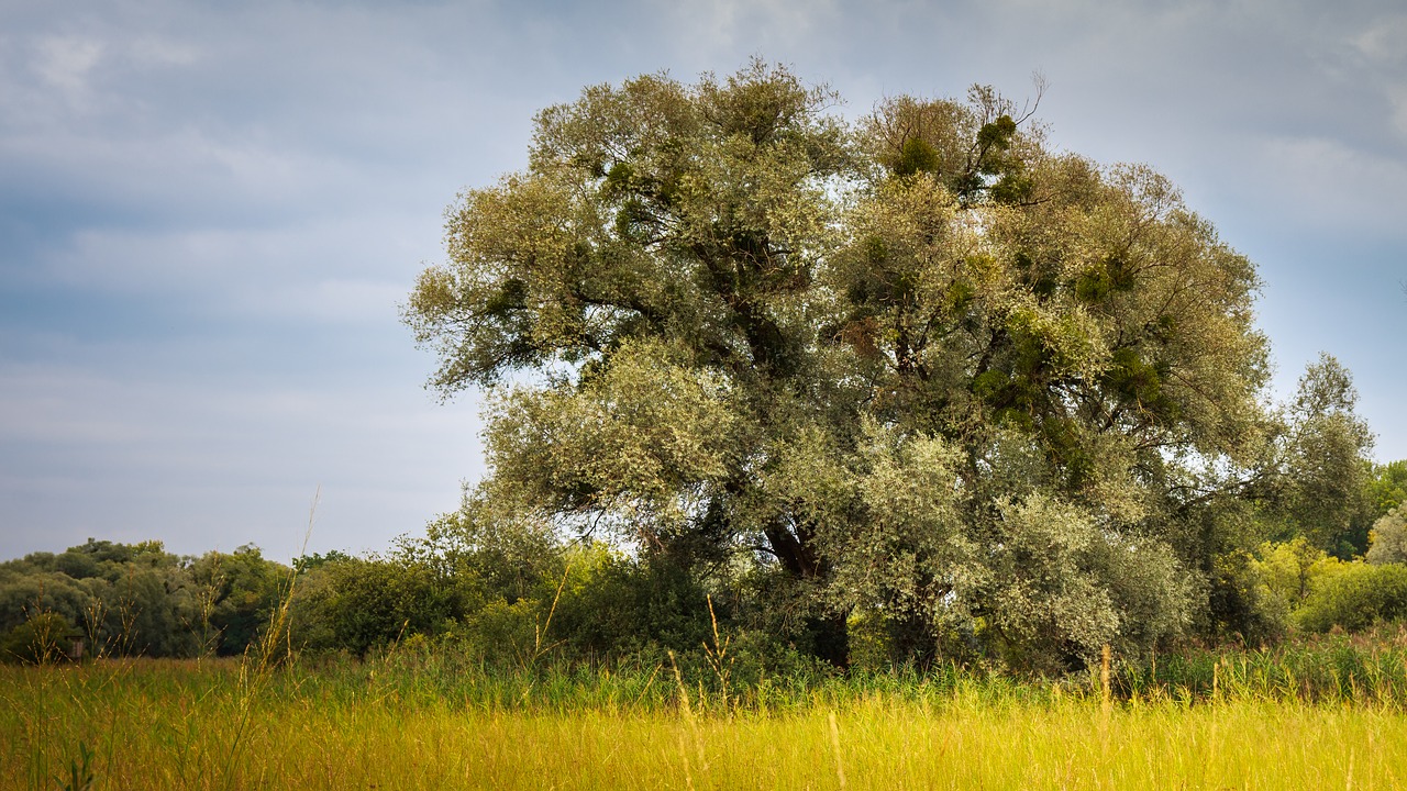 deciduous tree  eriskircher ried  lake constance free photo