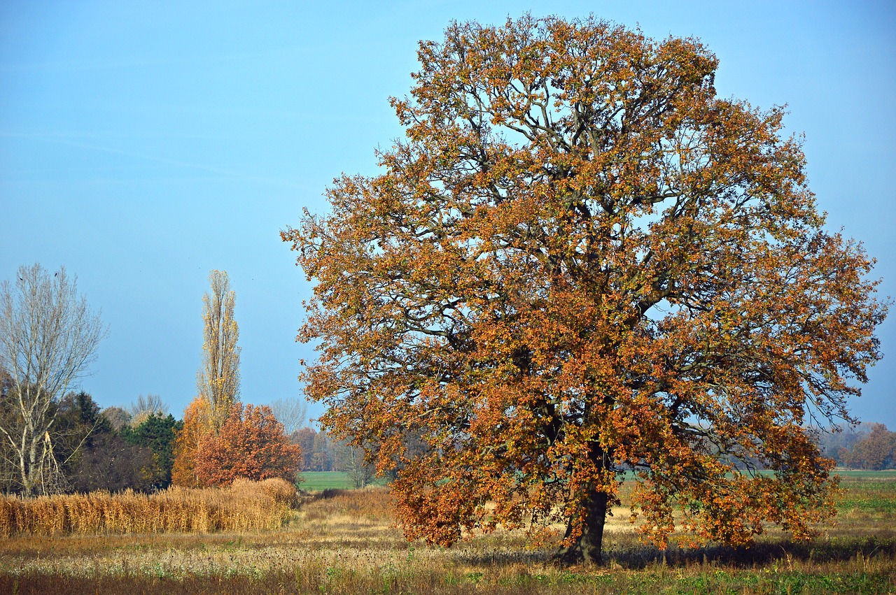 deciduous tree  oak  tree free photo