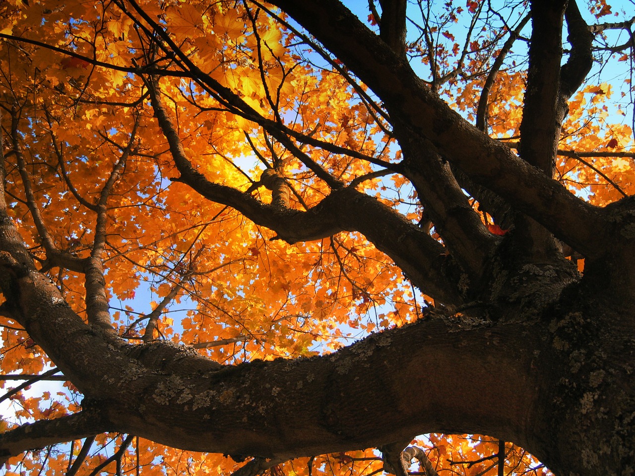 deciduous tree golden autumn golden october free photo