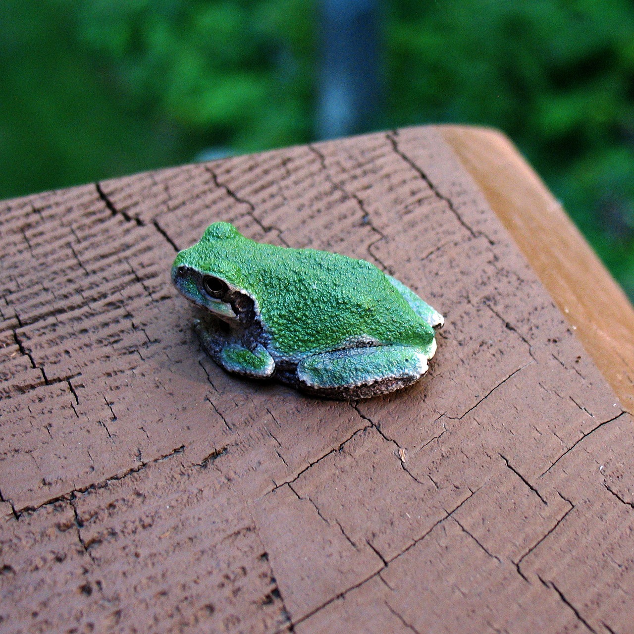 deck tree frog minnesota free photo