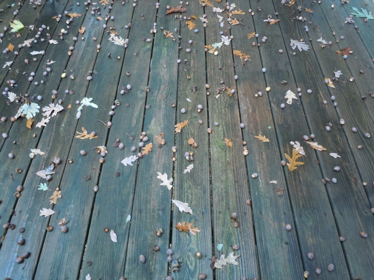 deck acorn leaves free photo