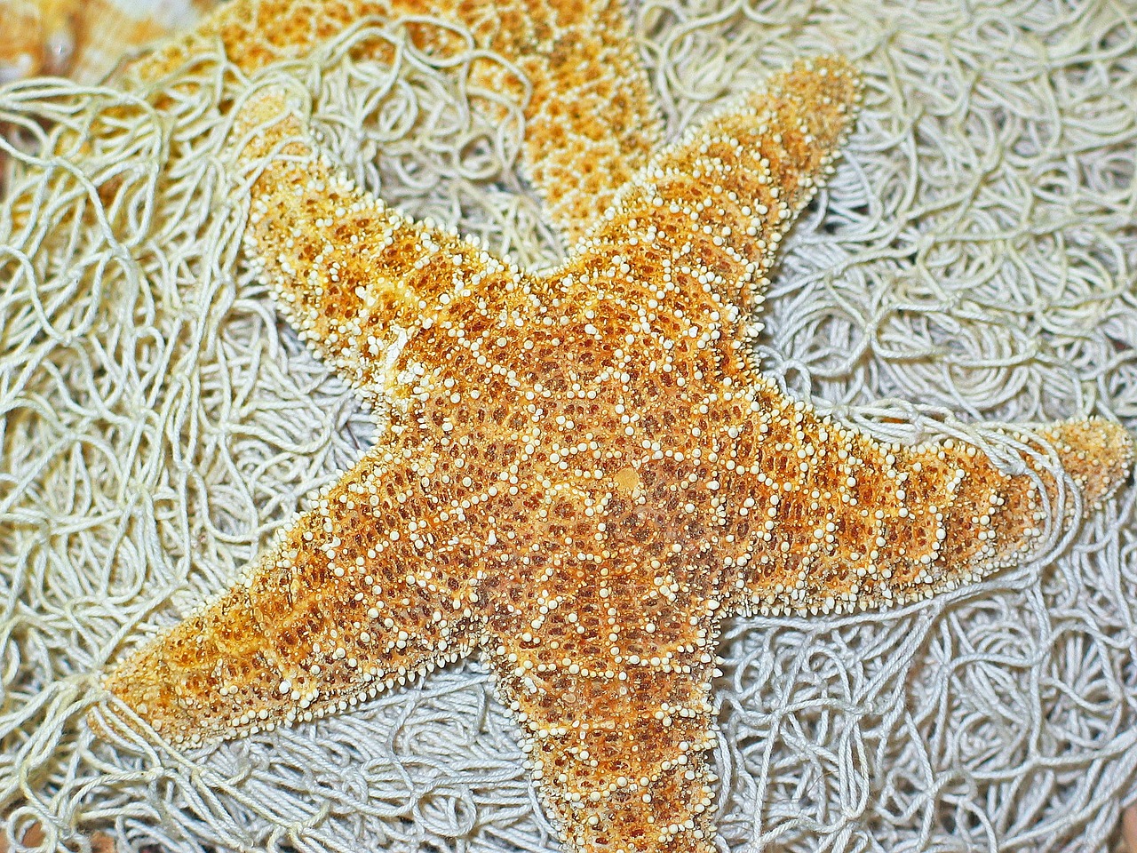 deco starfish fishing net free photo