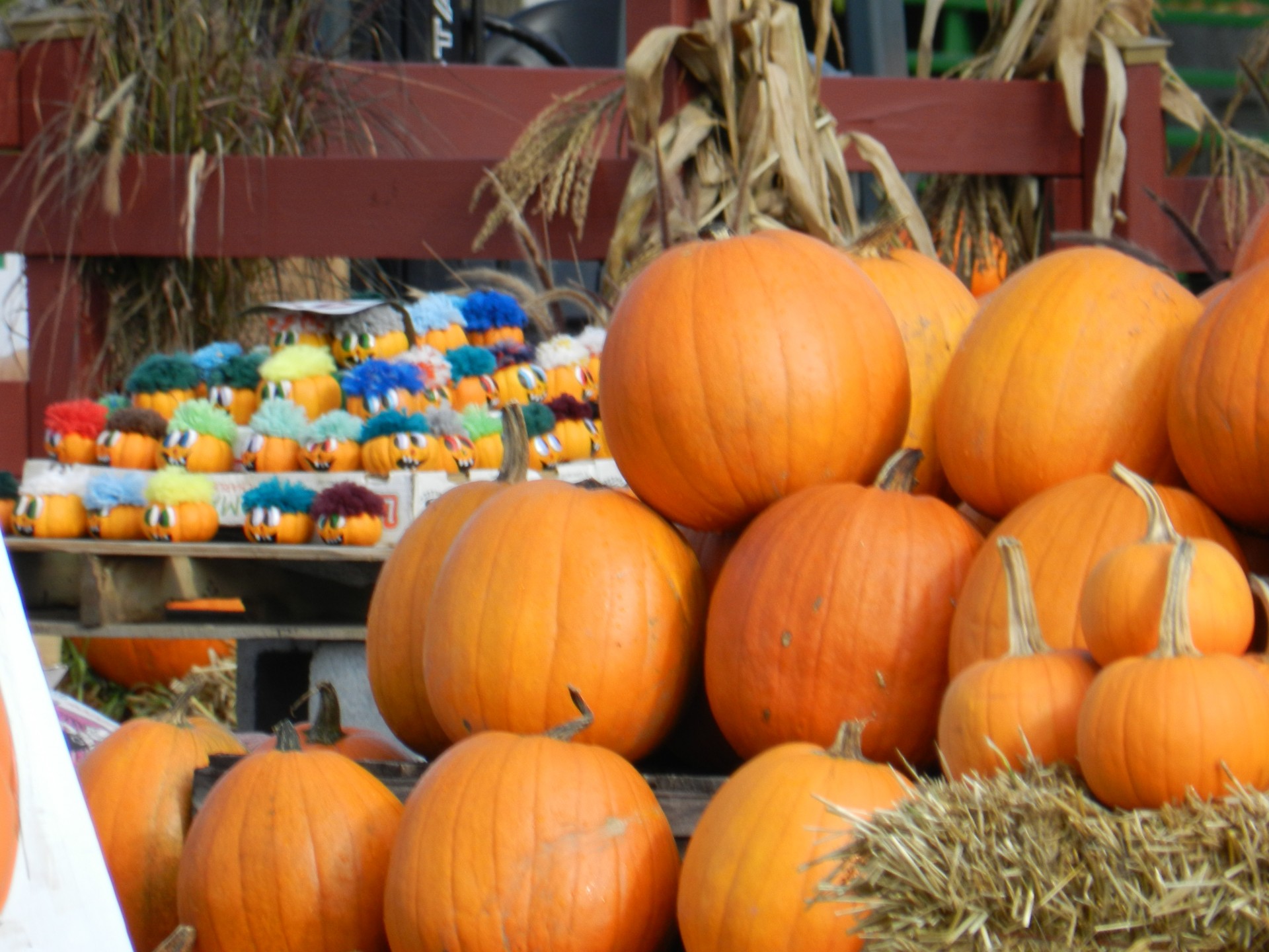 autumn pumpkins autumn decoration (2) free photo