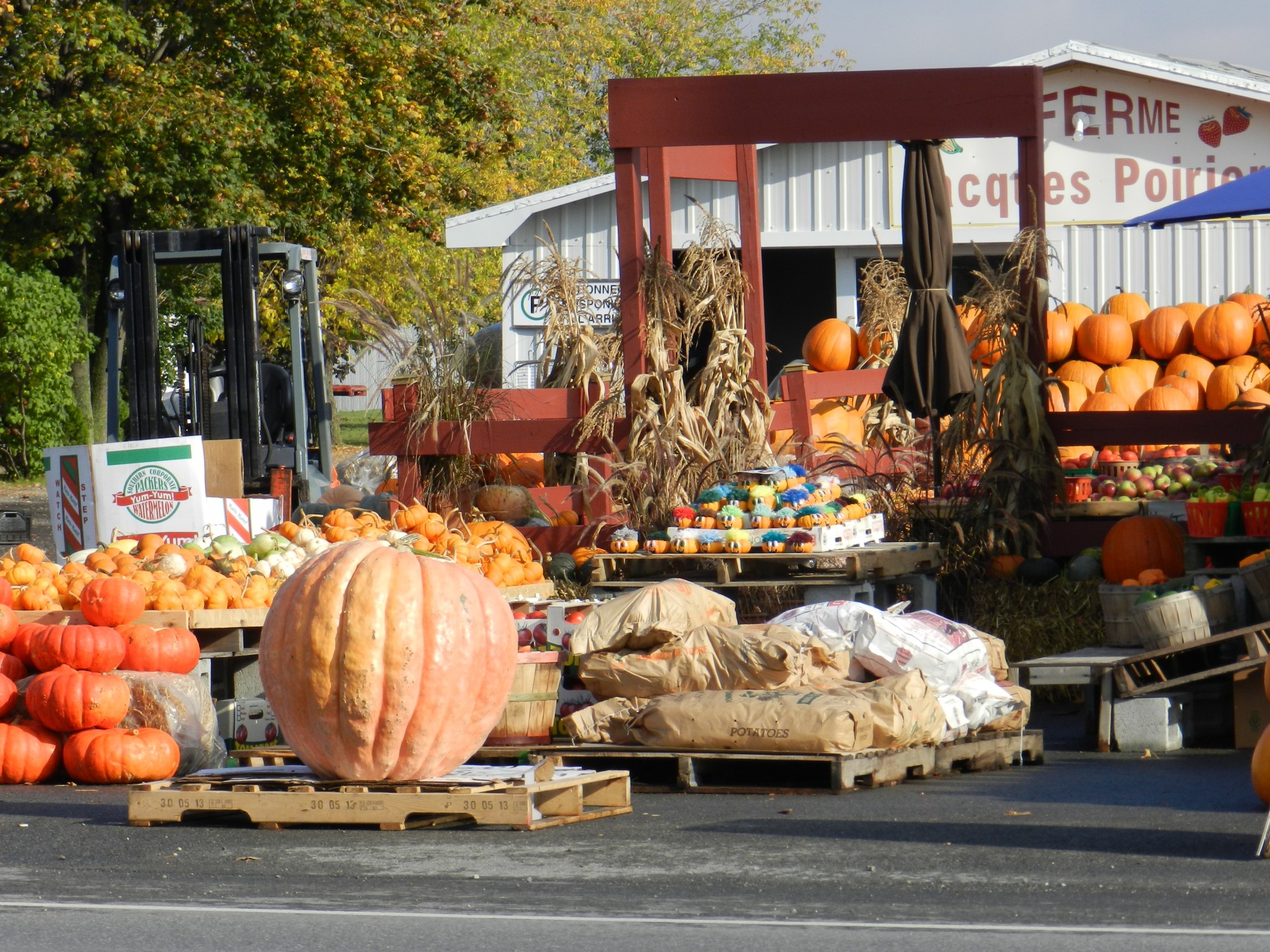 autumn pumpkins squash free photo