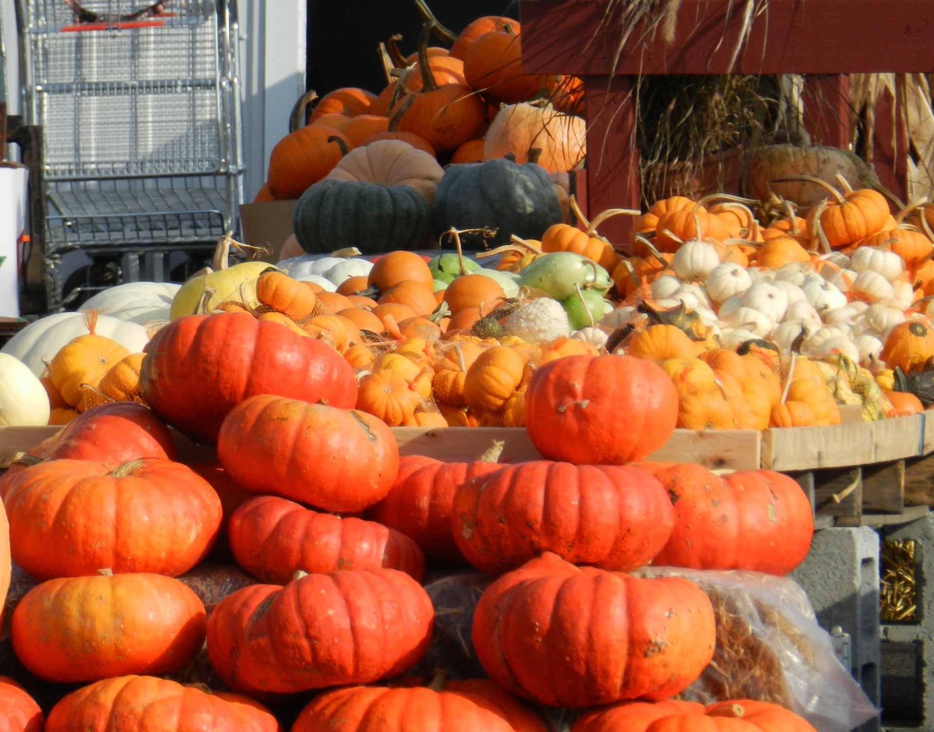 autumn pumpkins squashes free photo