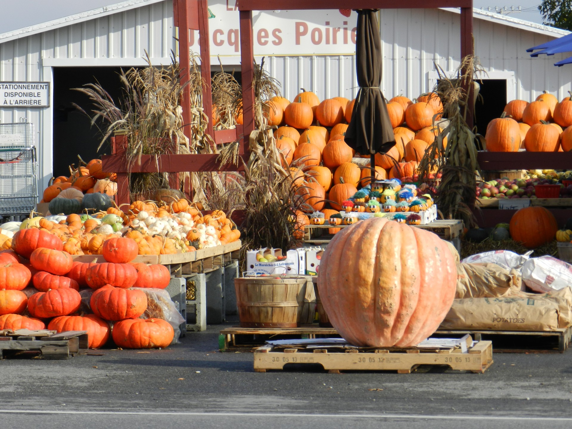 autumn pumpkins squashes free photo